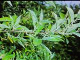 rrcPICT01712indexeleagnusparvifoliajul79foord