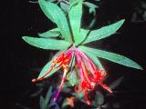 rrcPICT01716indexembothrumcoccineumjul79foord