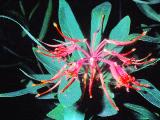 rrcPICT01717indexembothrumcoccineumjul79chileanfirebushfoord
