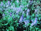 rrcPICT01720indexendymionhispanicusmay85spanishbluebellsfoord