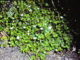 rrcPICT01736indexepilobiumkomarovianumjul79foord