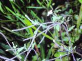 rrcPICT01737indexepilobiumkomarovianumjul79foord