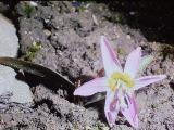 rrcPICT01827indexerythroniumdenscanismay70foord
