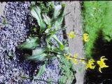 rrcPICT01831indexerythroniumpagodafoord