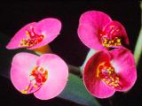 rrcPICT01891indexeuphorbiahislopiamar65incactushouseofkeworiginmadagascarfoord