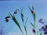 rrcPICT01954indexfritillariaassyriaca0491foord