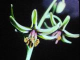 rrcPICT01961indexfritillariabrandegei20469foord