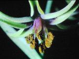 rrcPICT01962indexfritillariabrandegei20469foord