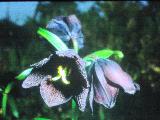 rrcPICT01967indexfritillariacamschatcensisjun71foord