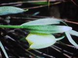 rrcPICT01978indexfritillariacitrinamay70foord