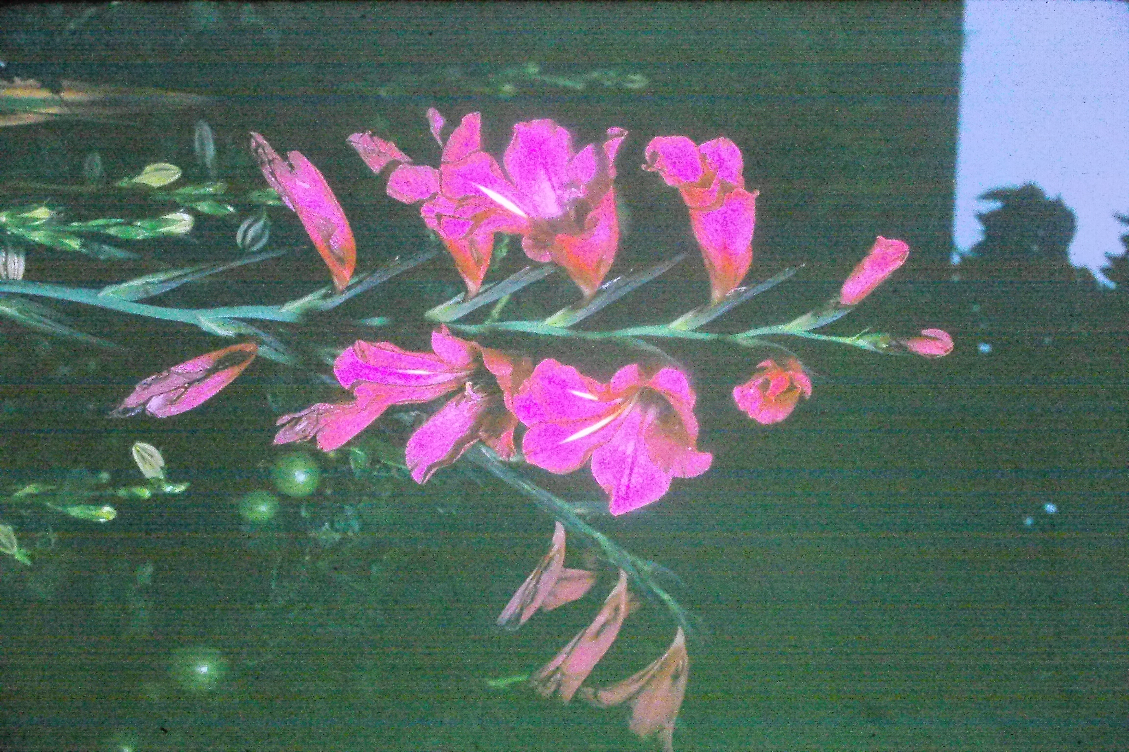 gladiolusbyzantinusPICT02363a