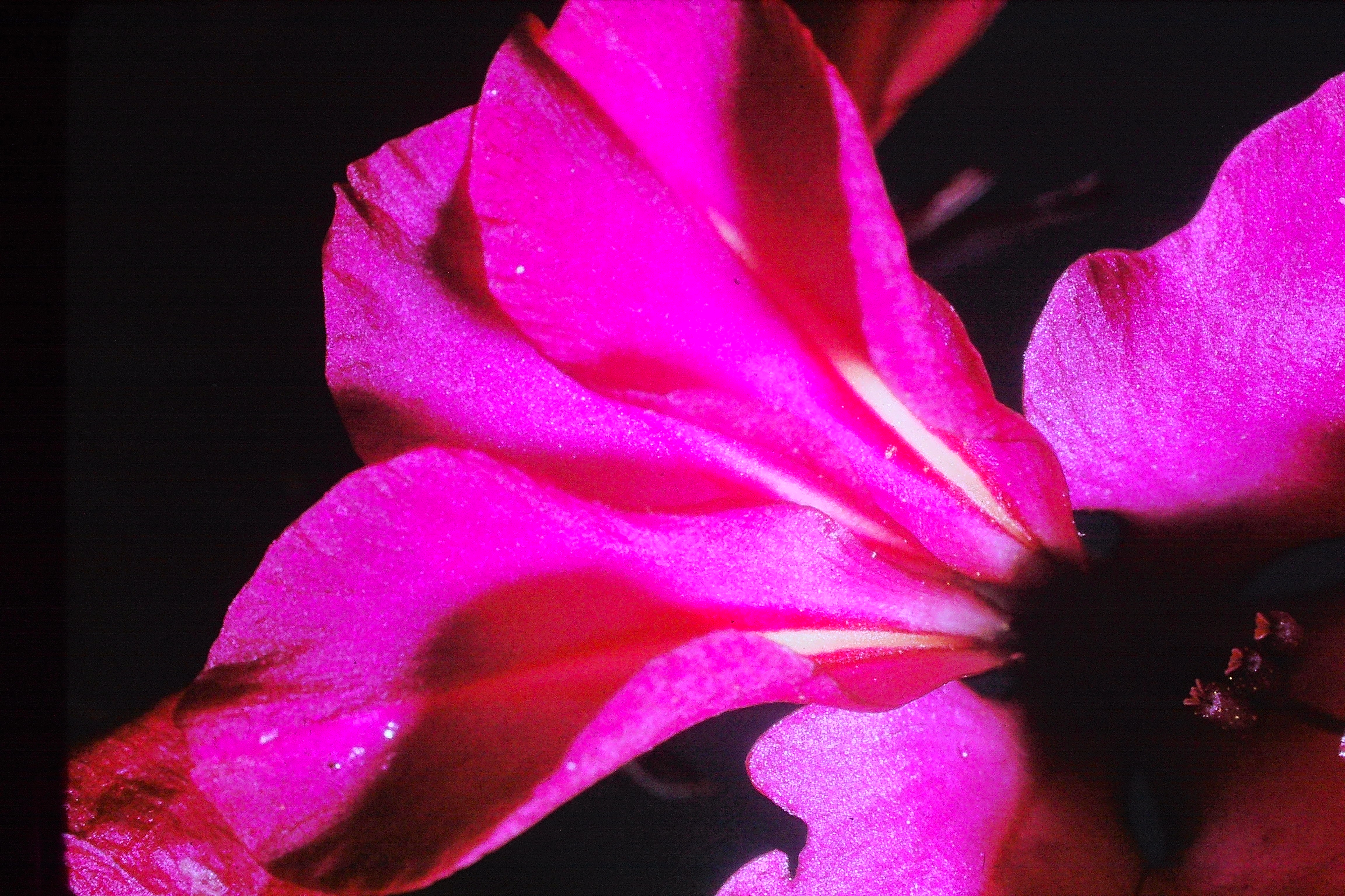 gladiolusbyzantinuswildgladiolaPICT02361a