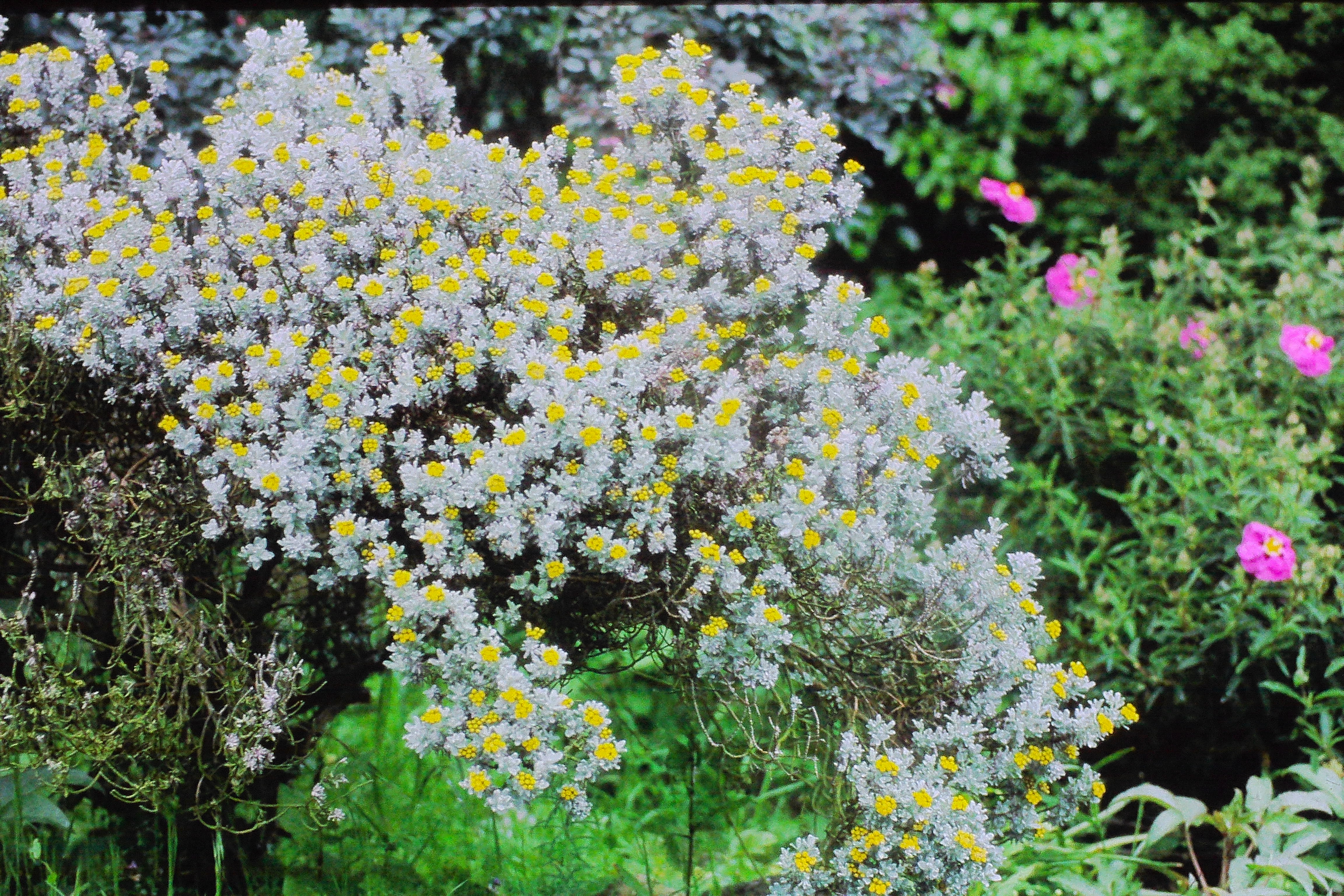 helichrysumsplendidumPICT02677a