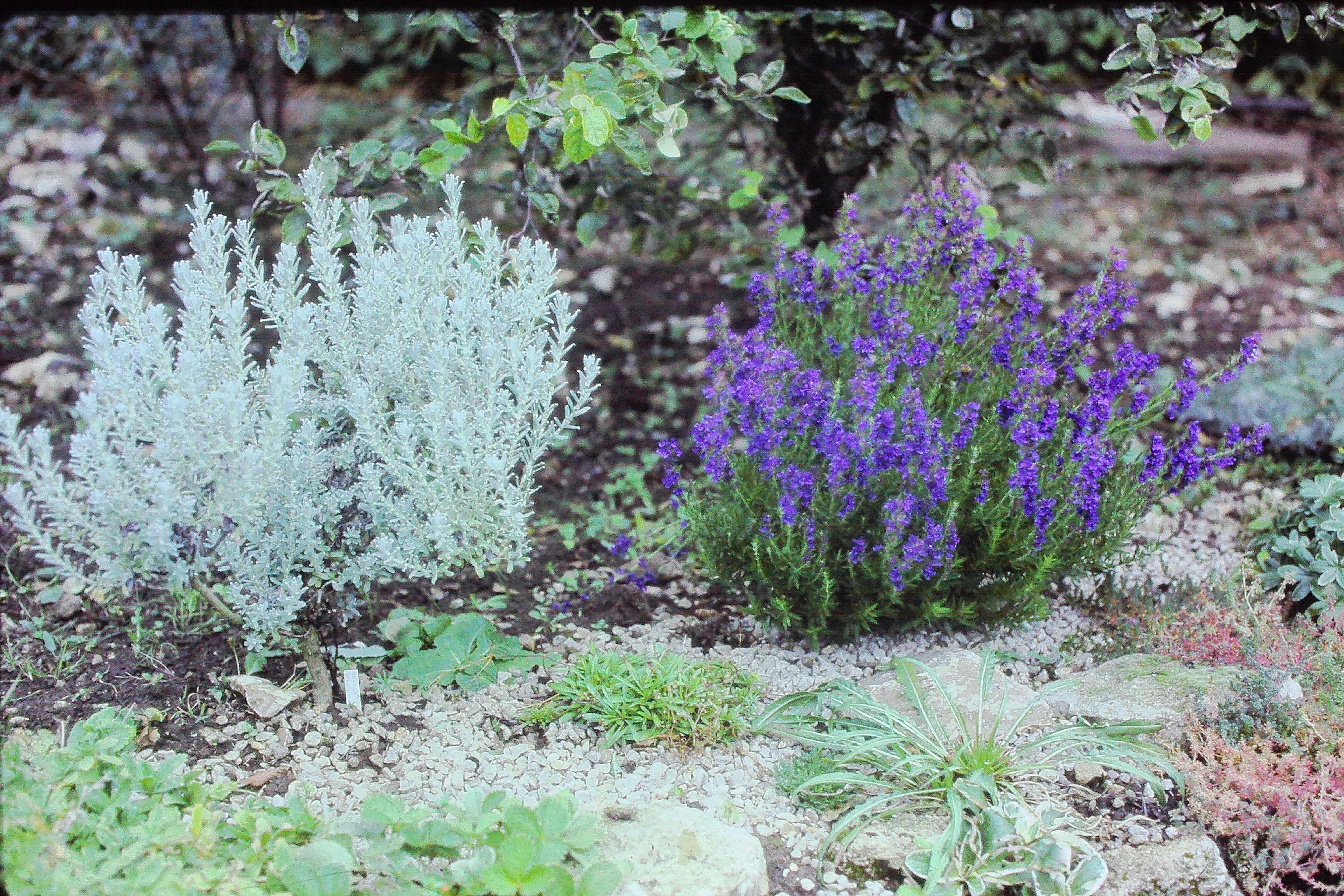 helichrysumsplendidumandhyssopsofficinalisPICT02678a