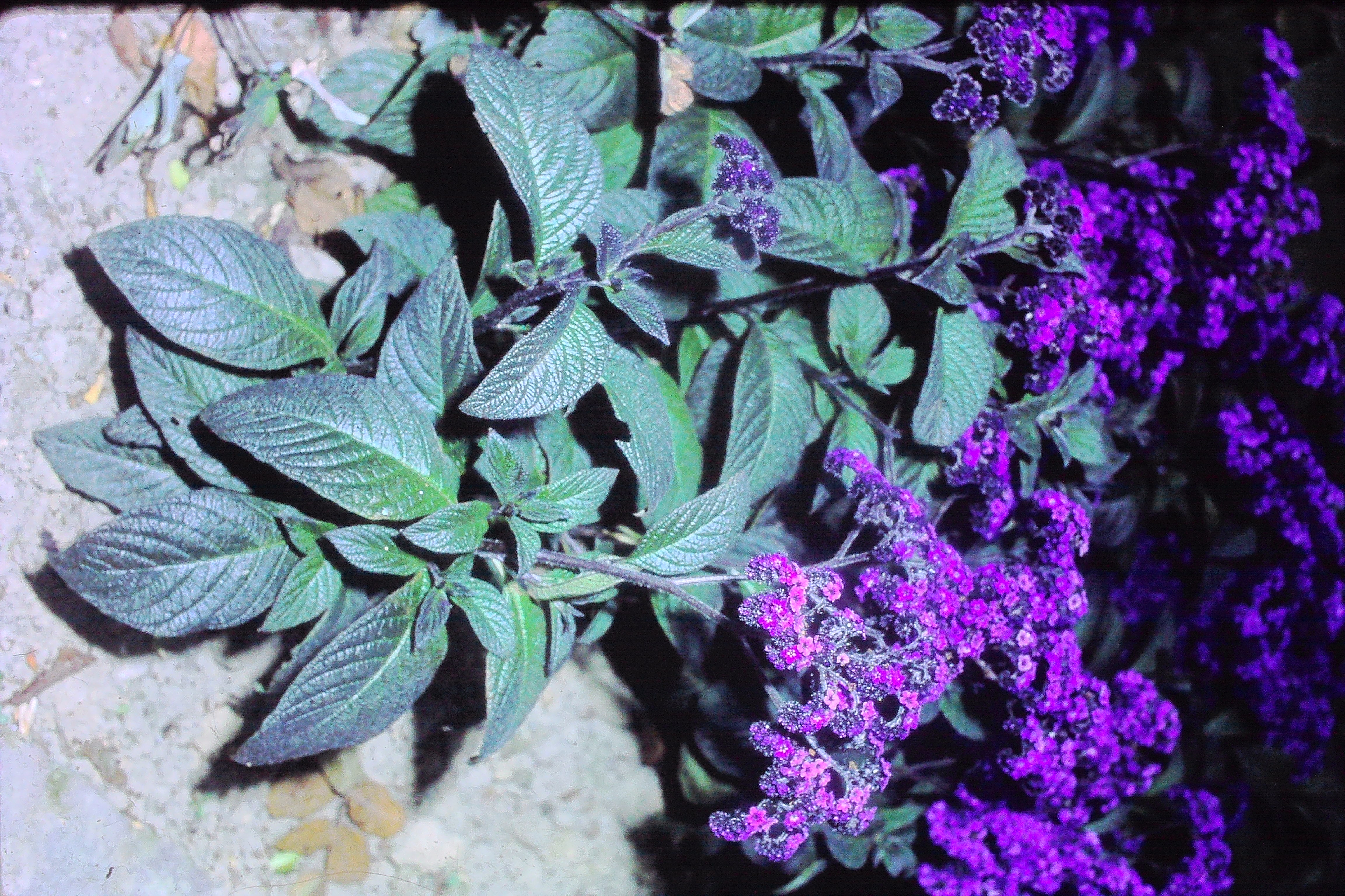 heliotropiumperuvianumoct78royalmarinePICT02679a