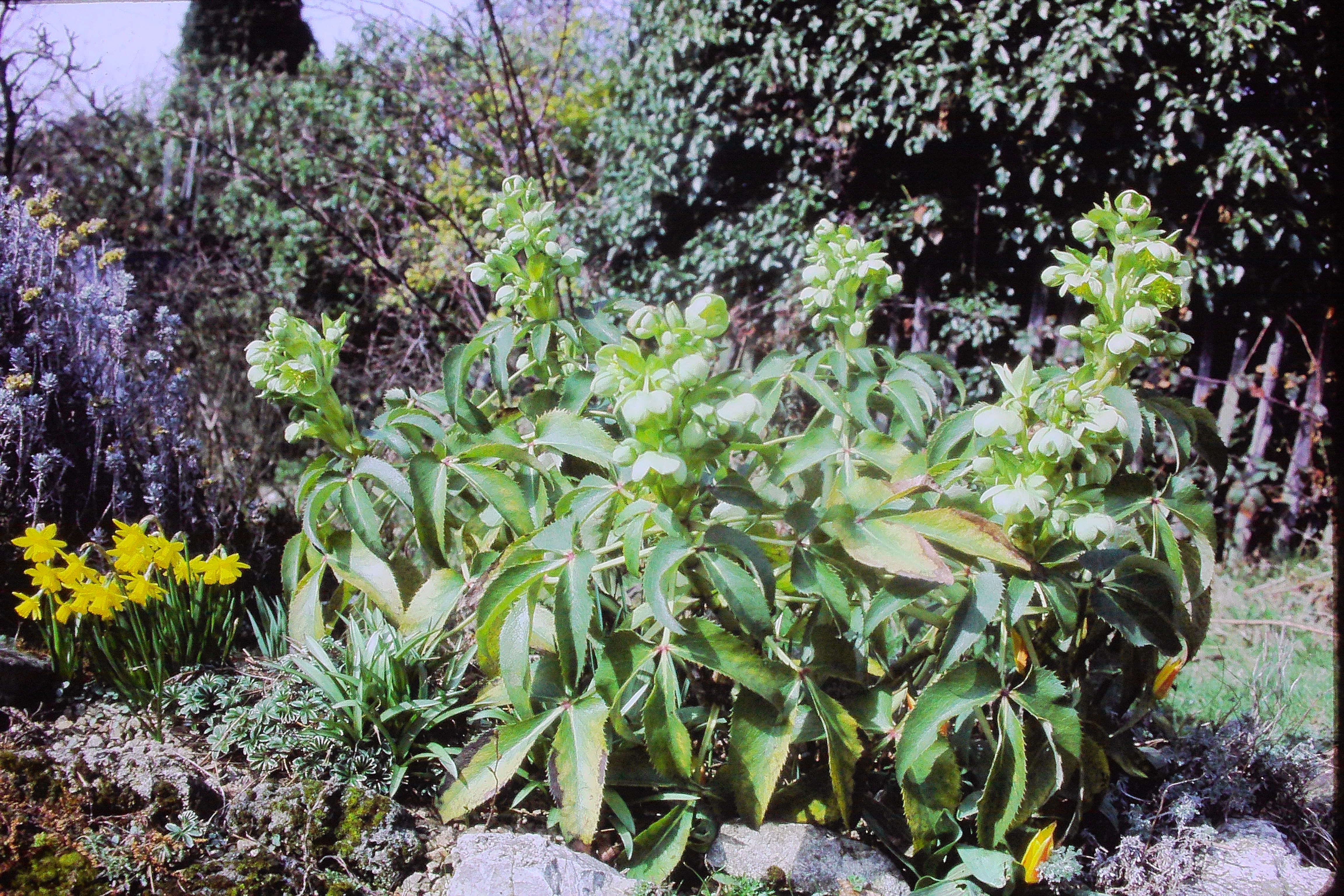 helleboruscorsicus0486PICT02684a