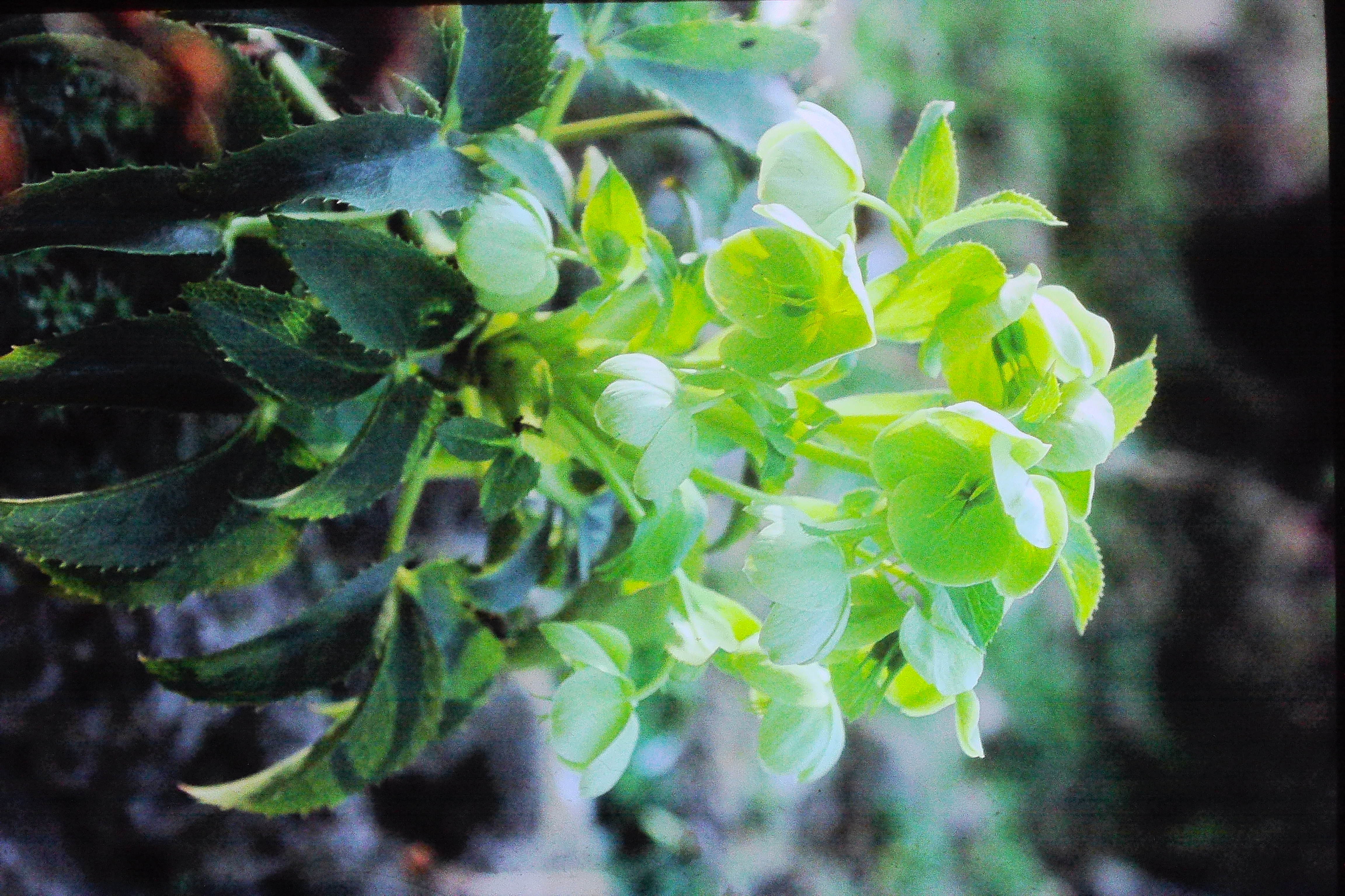 helleboruscorsicusPICT02683a