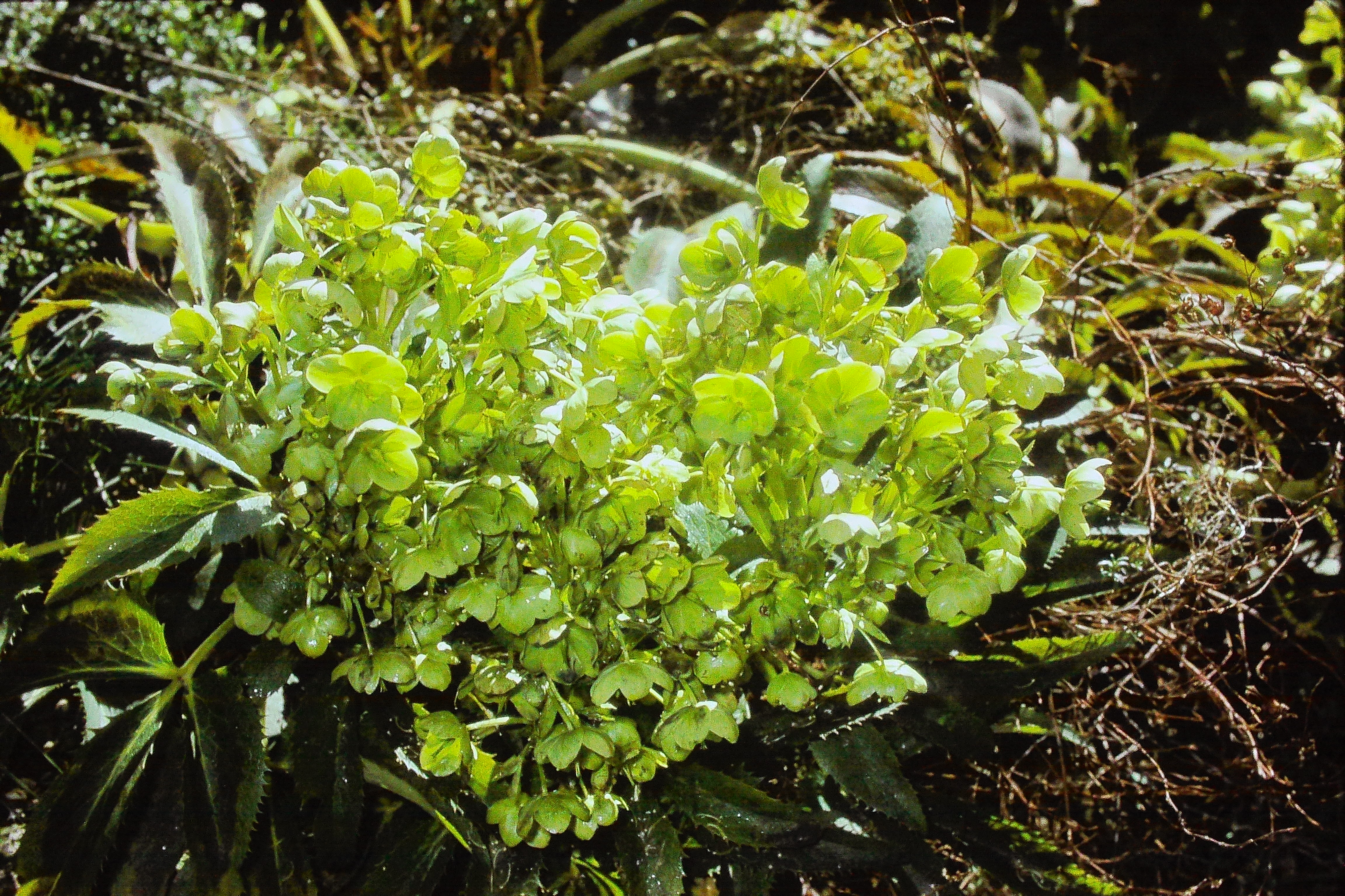 helleboruscorsicusmar74PICT02688a