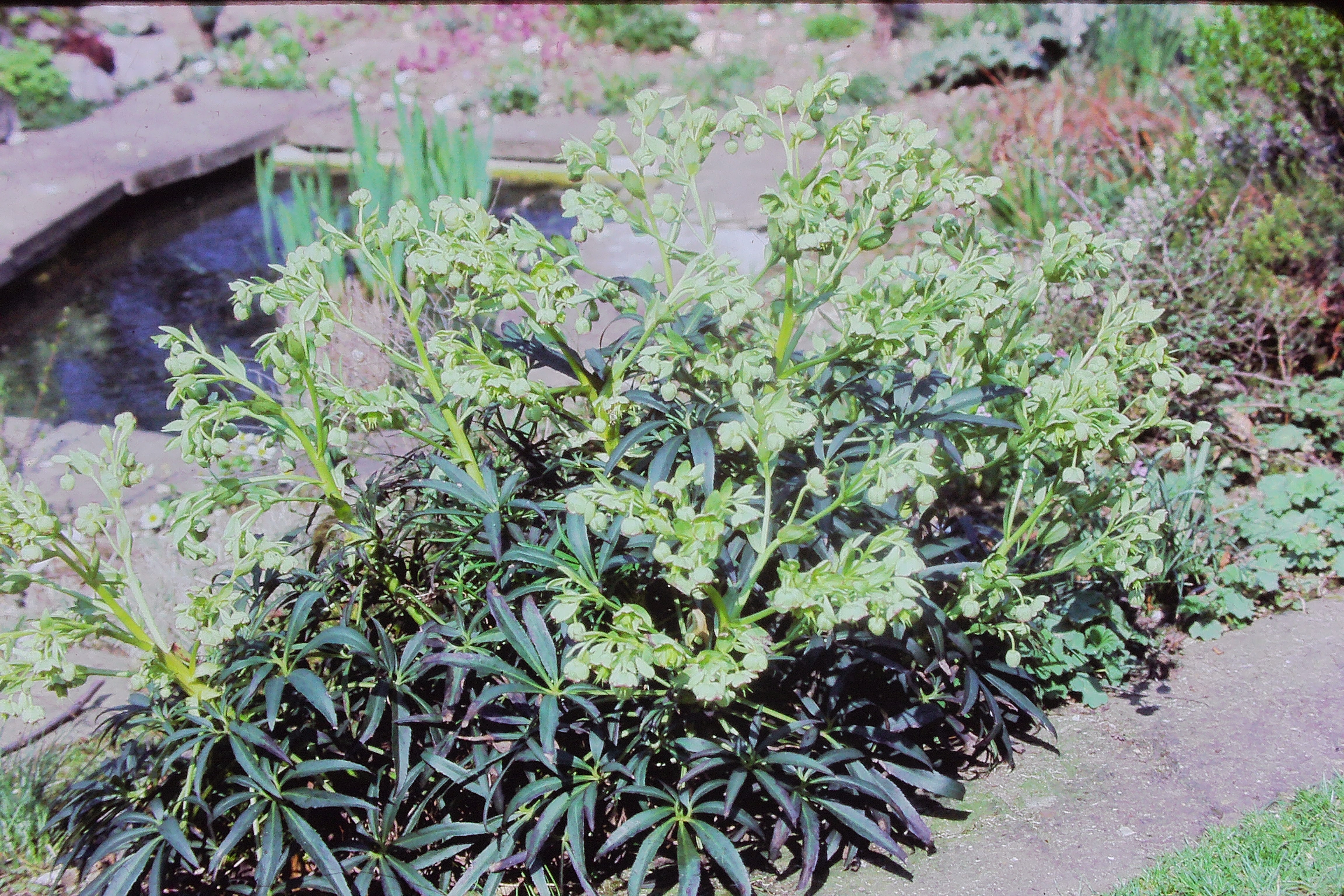 helleborusfoetidussetterwortingardenPICT02702a