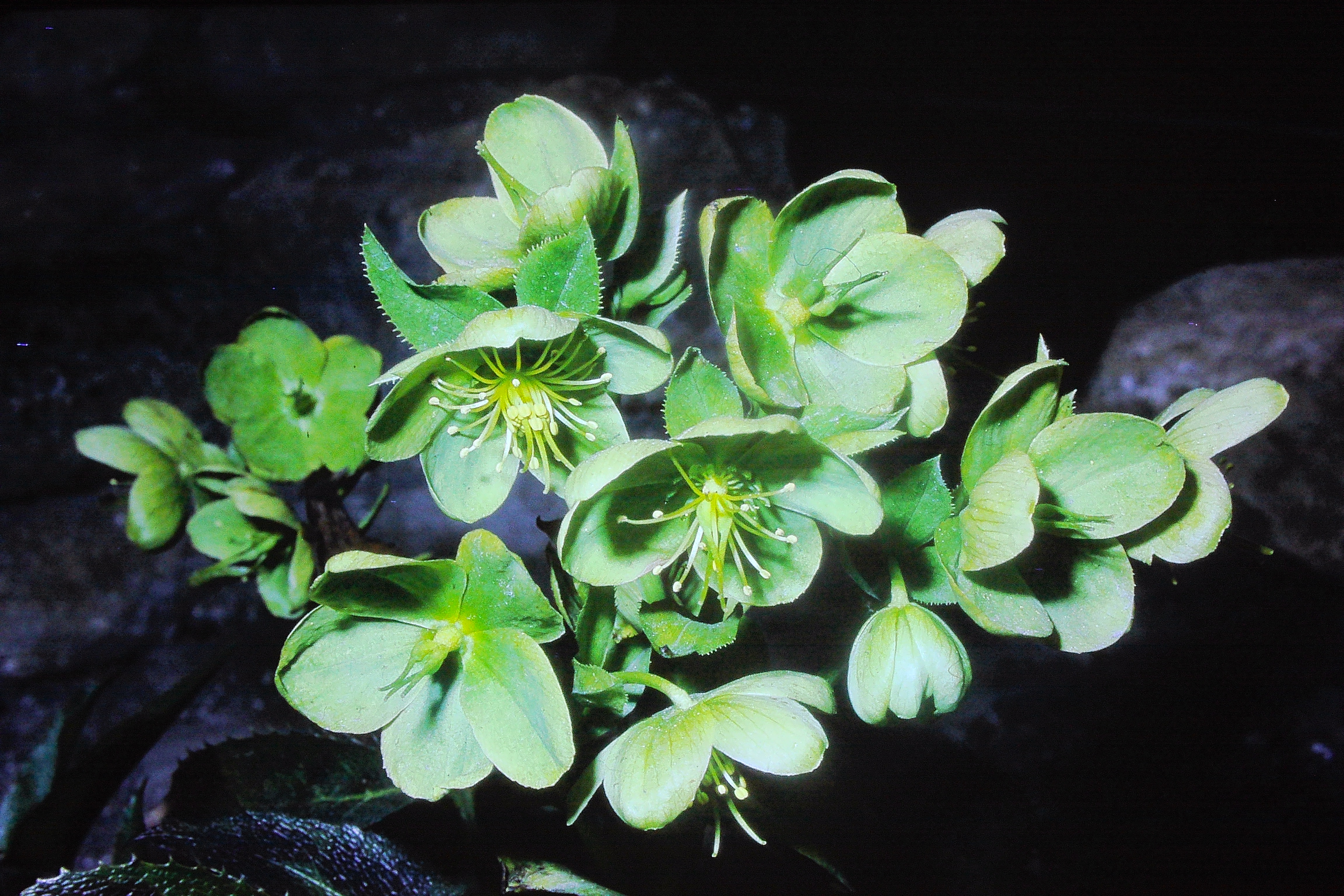 helleboruslividuscorsicusmay69PICT02690a