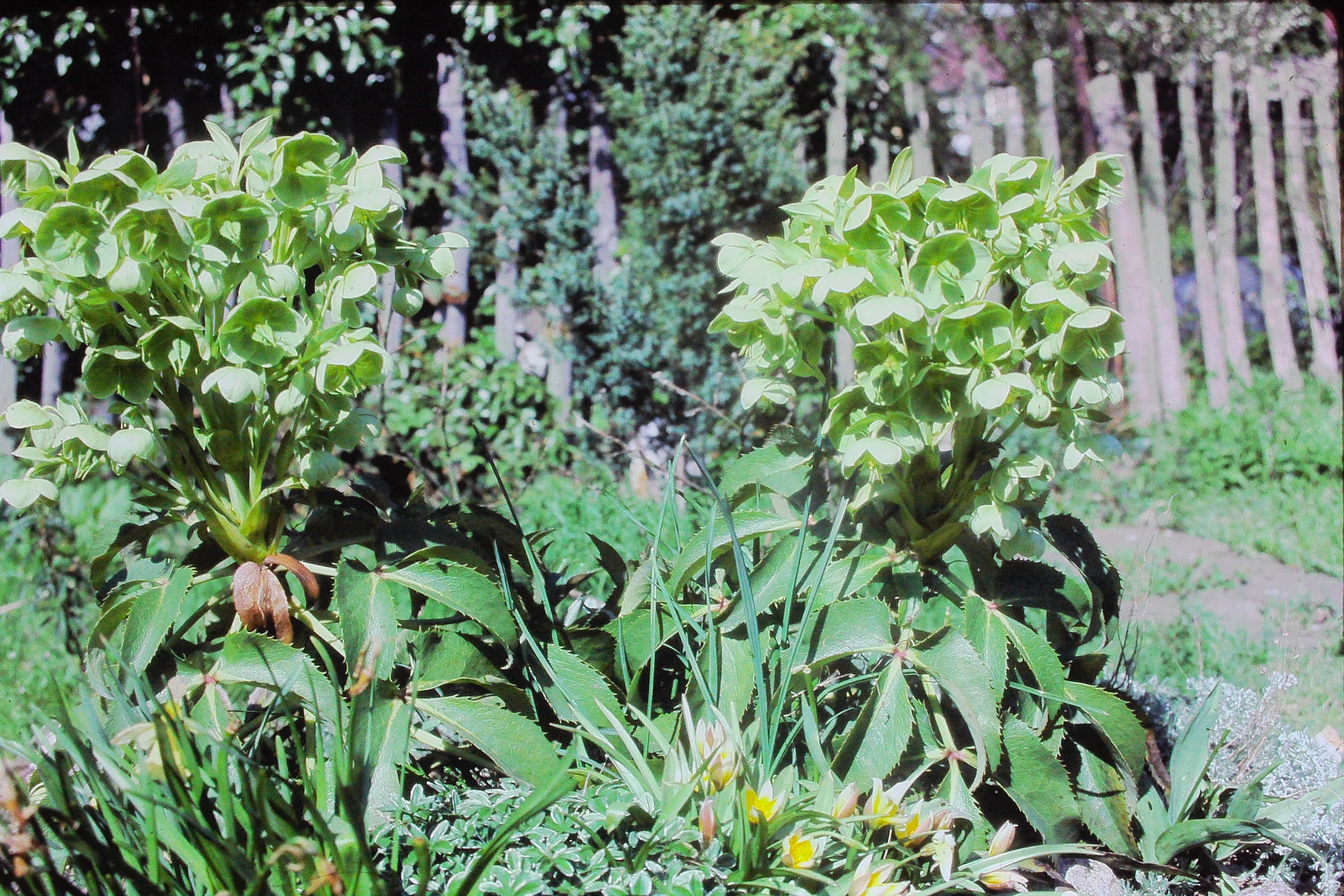 helleboruslividuscorsicusmay85PICT02687a