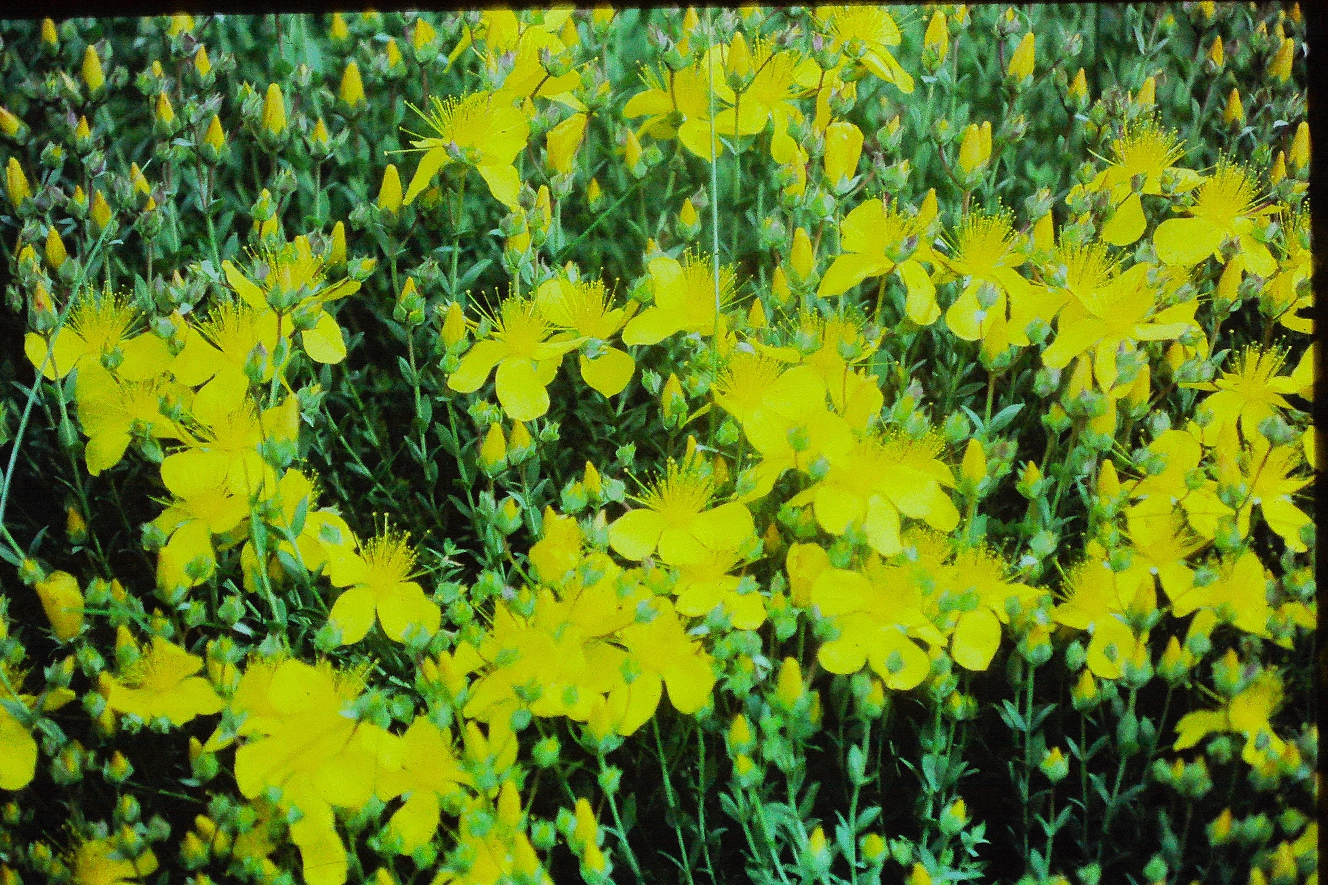 hypericumpolyphyllumPICT02793a