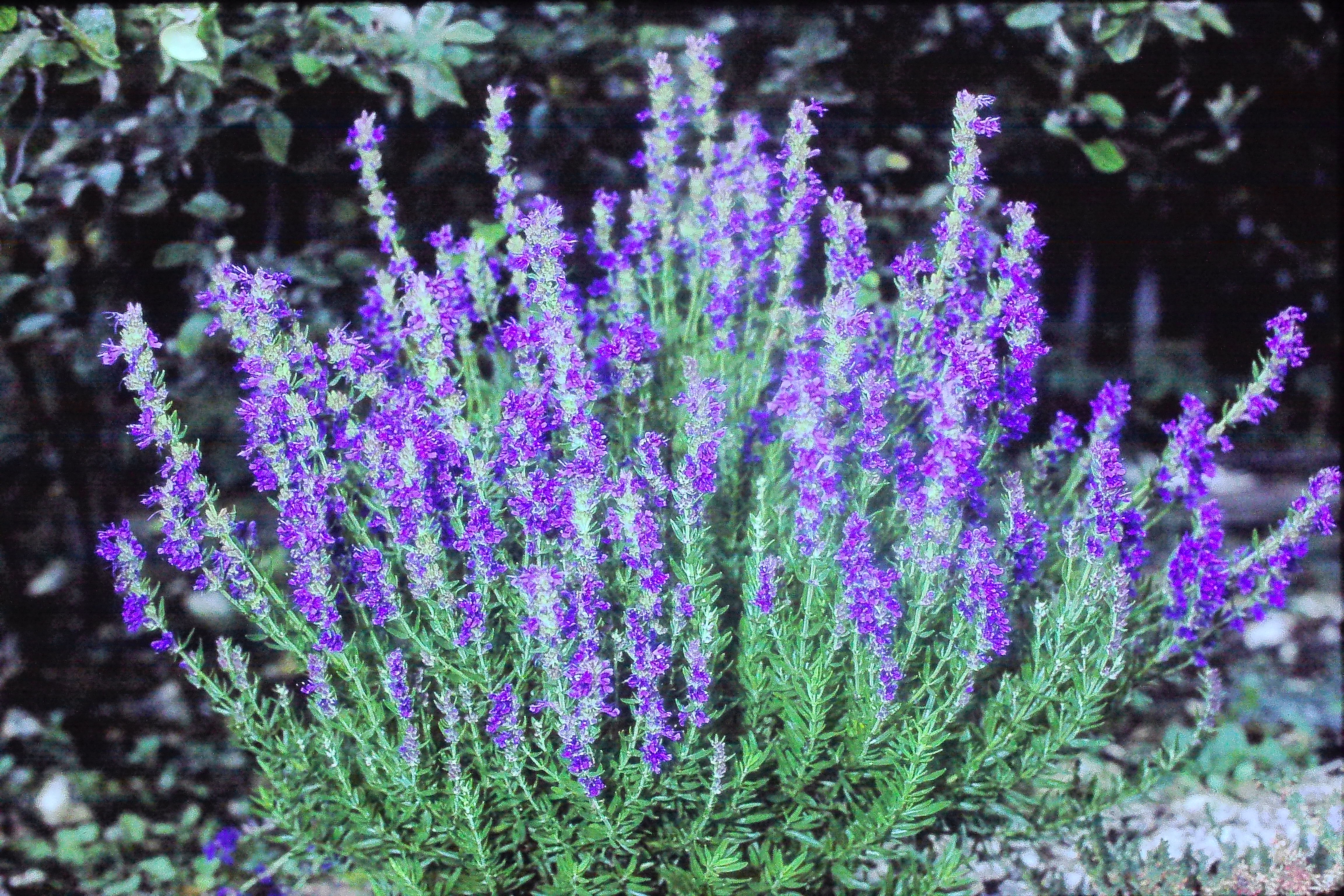 hyssopusofficinalisPICT02800a