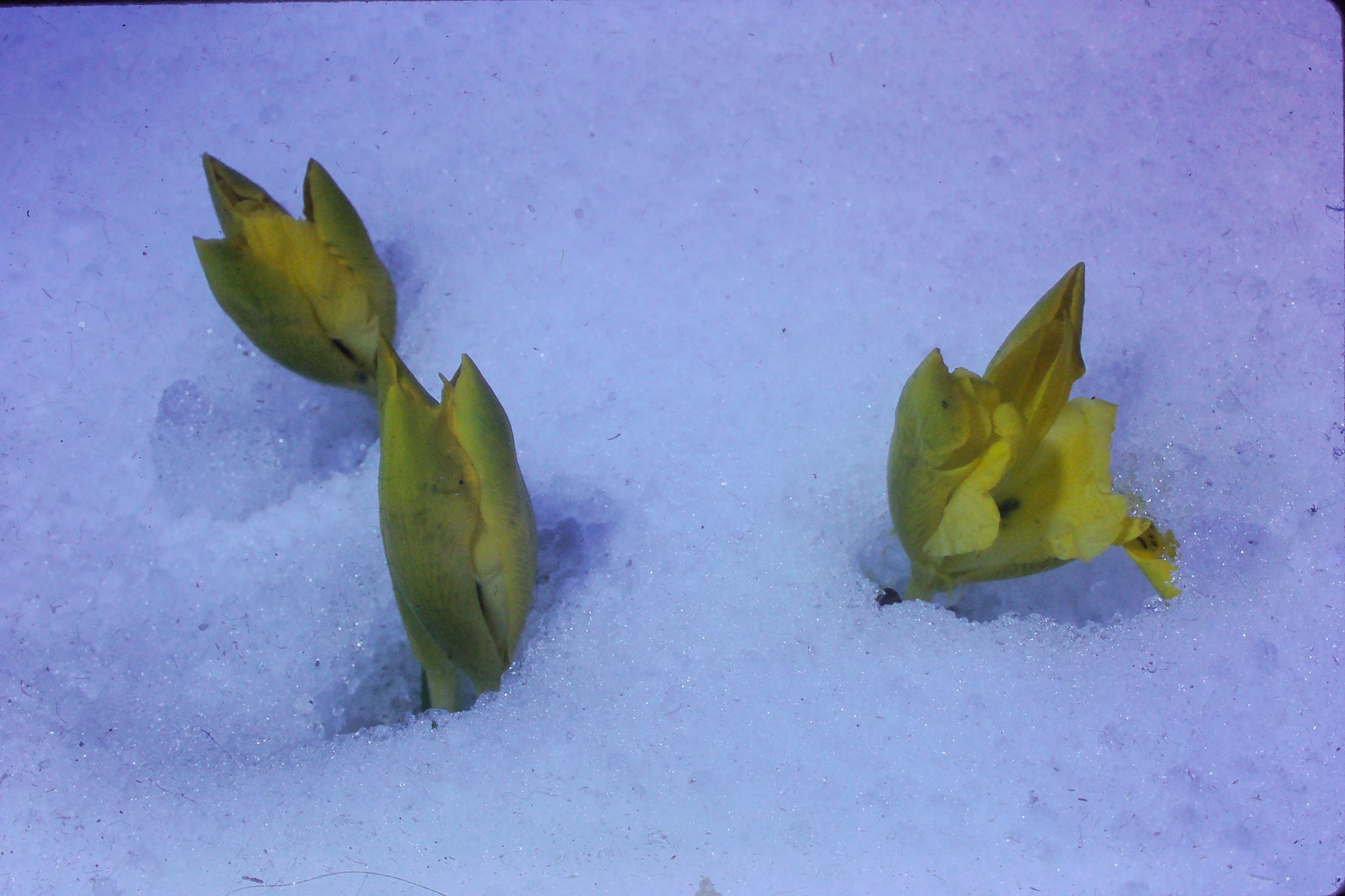 irisdanfordiaefeb70insnownativeintaurusmountainsat4000feetinturkeyPICT02875a