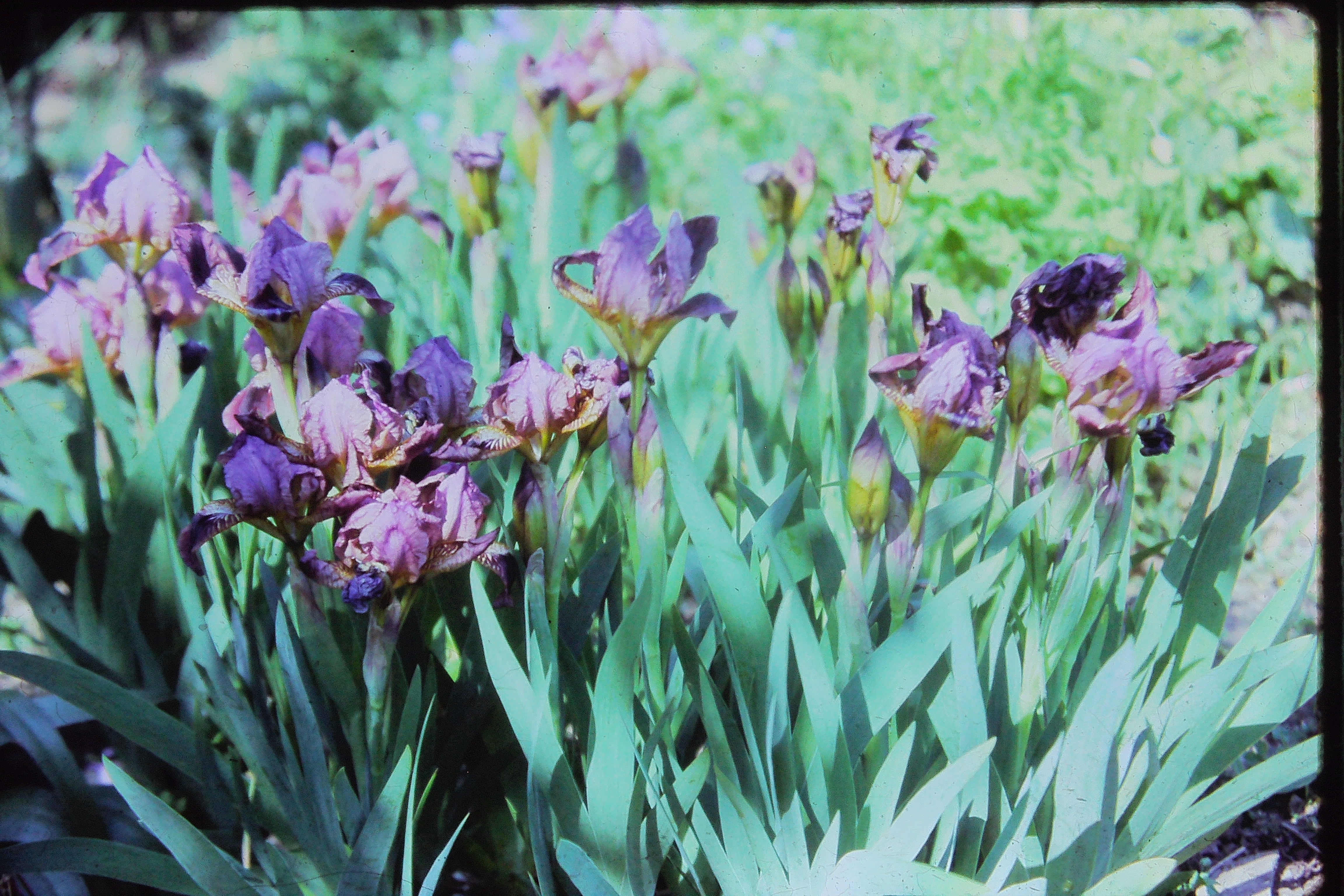 irisgarnettreasuremay80goingoverPICT02911a