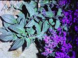 rrcPICT02679indexheliotropiumperuvianumoct78royalmarinefoord