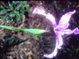 rrcPICT02860indexirischamaeiris0690foord