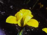 rrcPICT02900indexirisdanfordiaeapr73foord