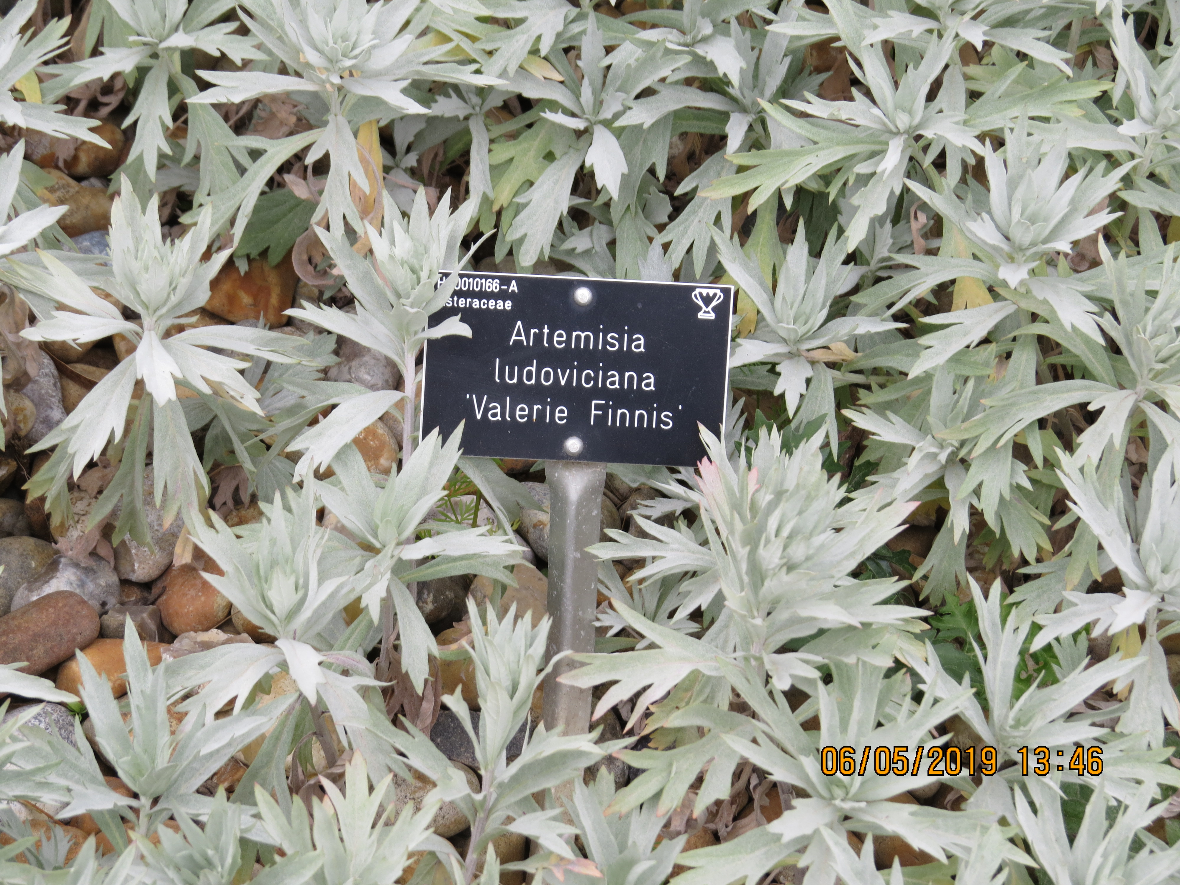 artemesialudovicianavaleriefinnisIMG0082
