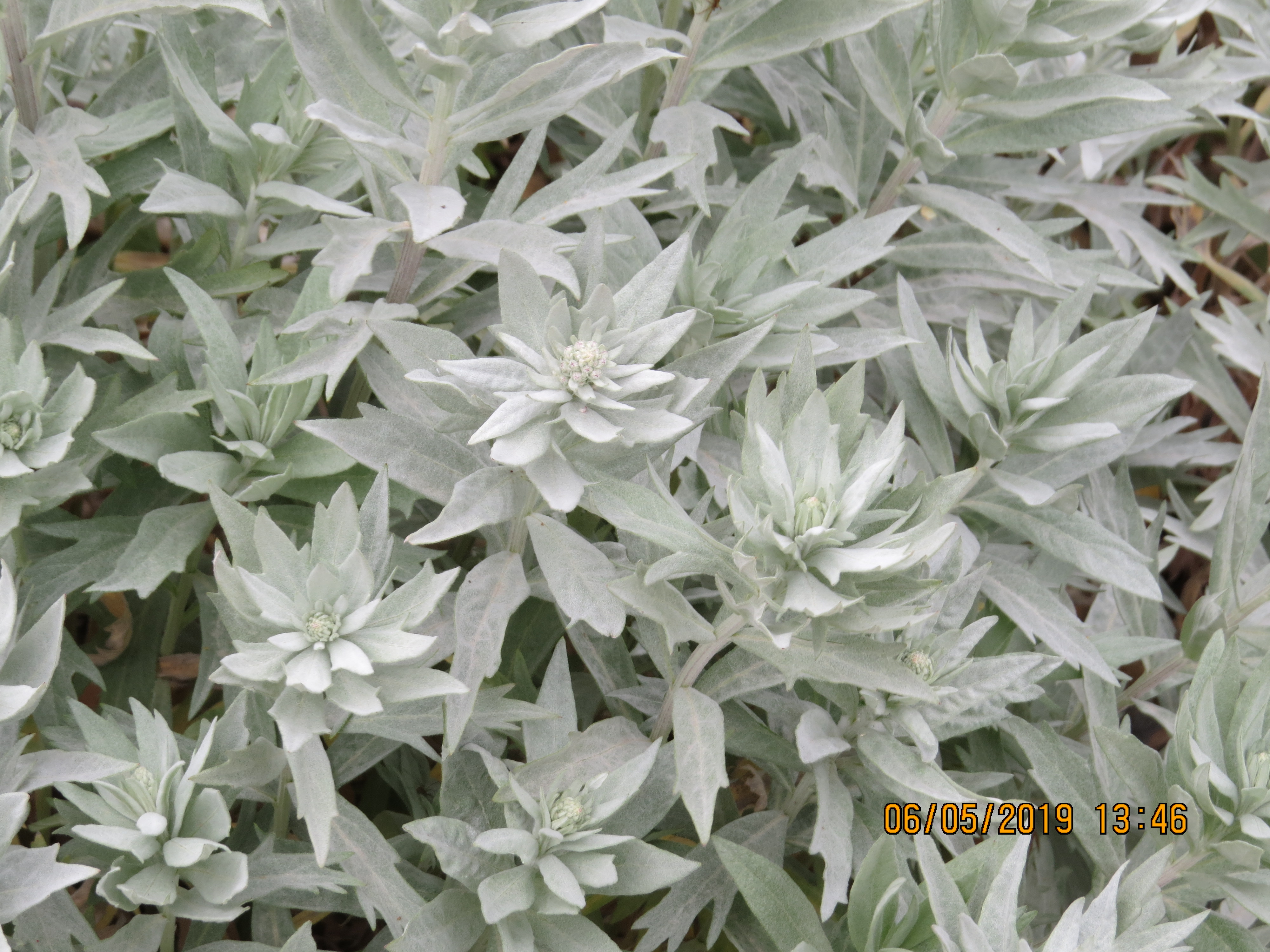artemesialudovicianavaleriefinnisIMG0083