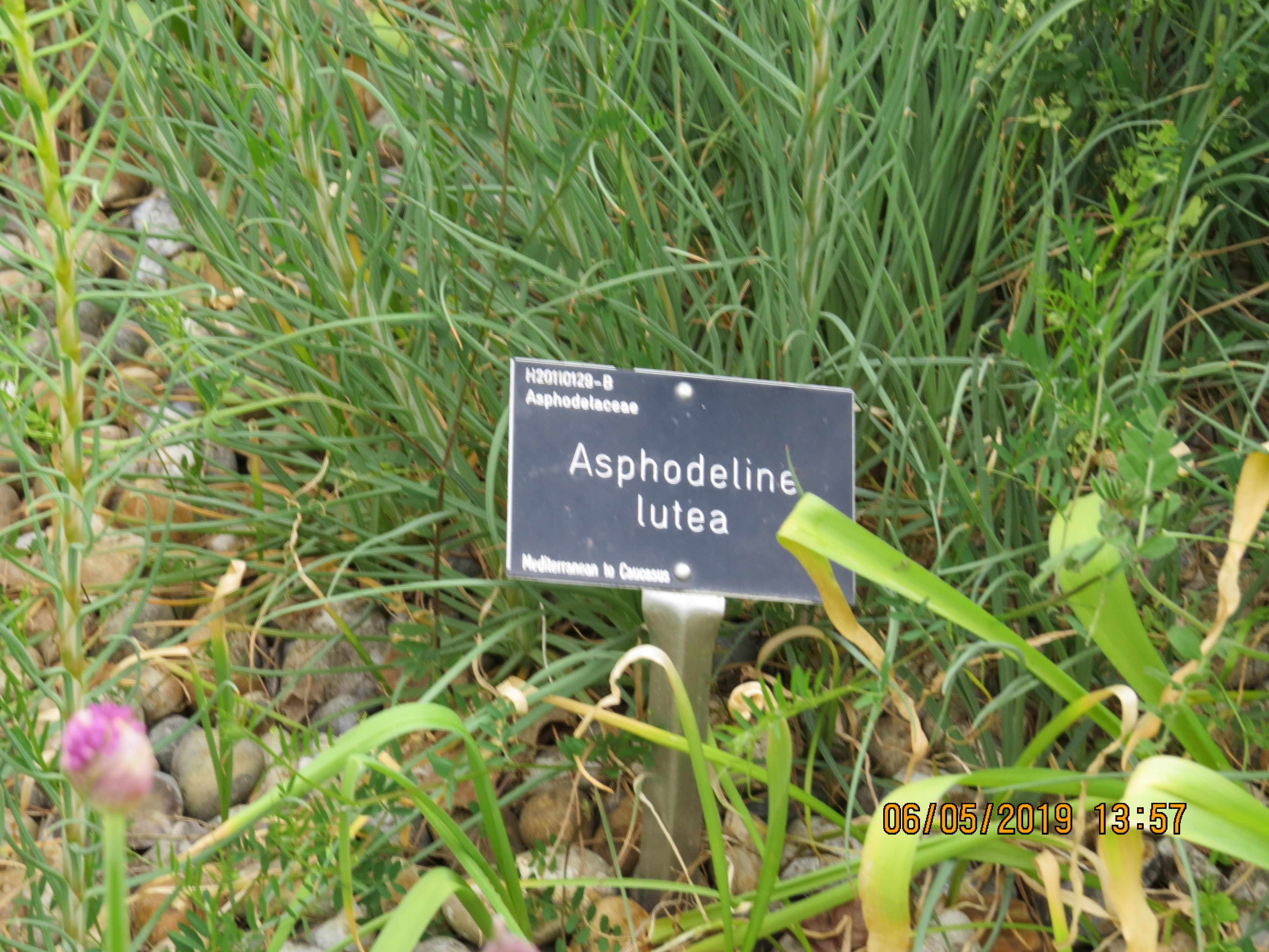 asphodelineluteaIMG0107