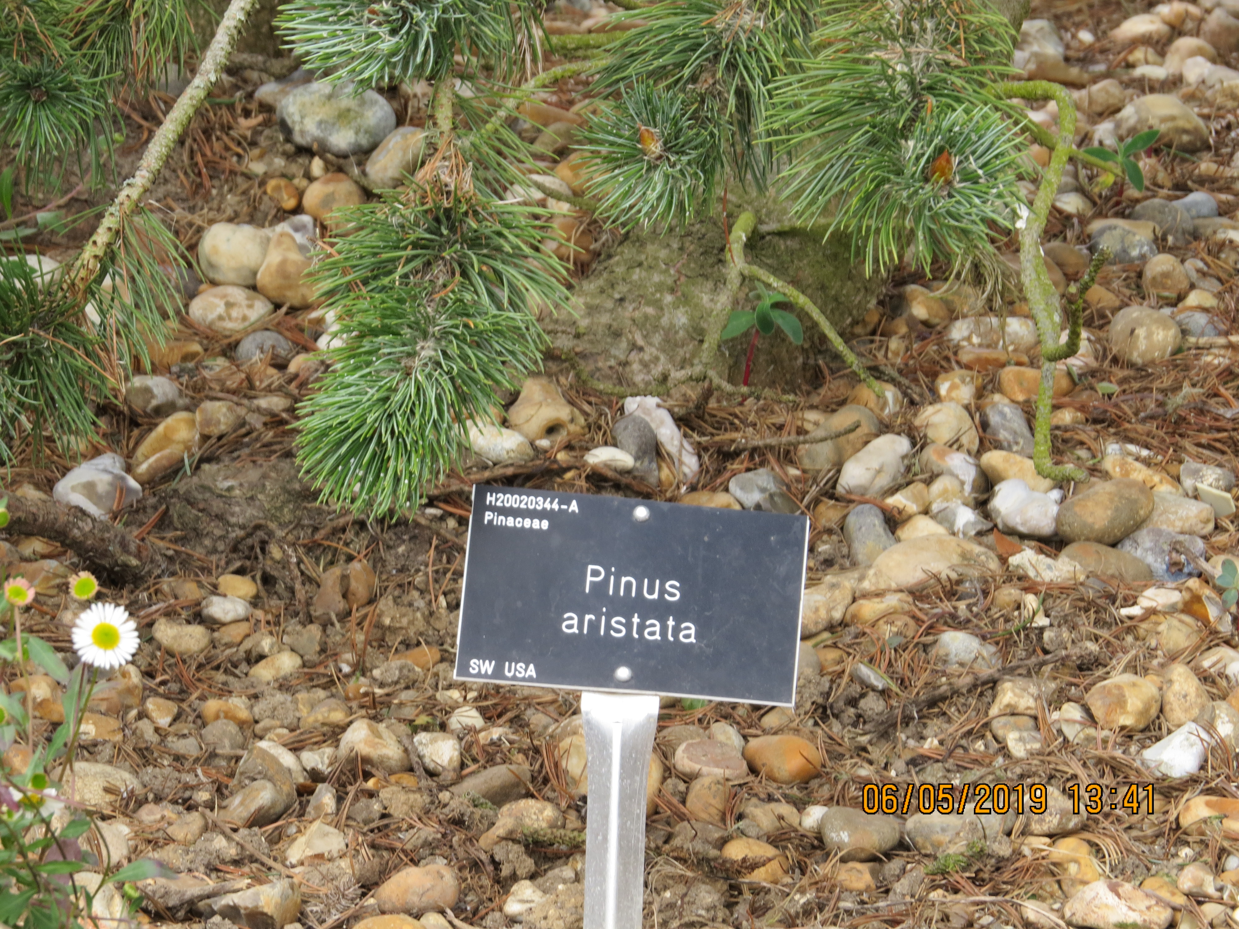 pinusaristataIMG0065