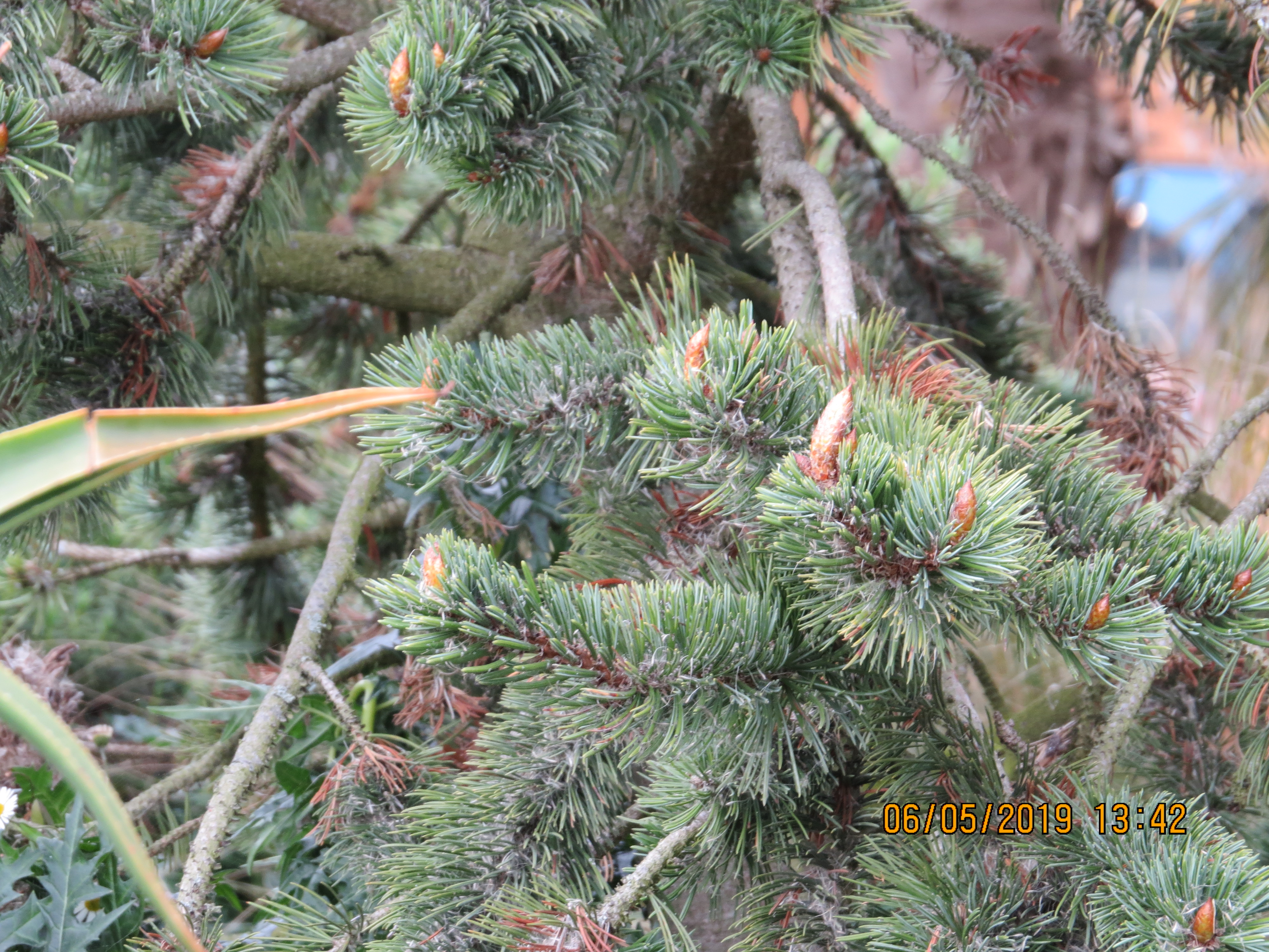 pinusaristataIMG0067