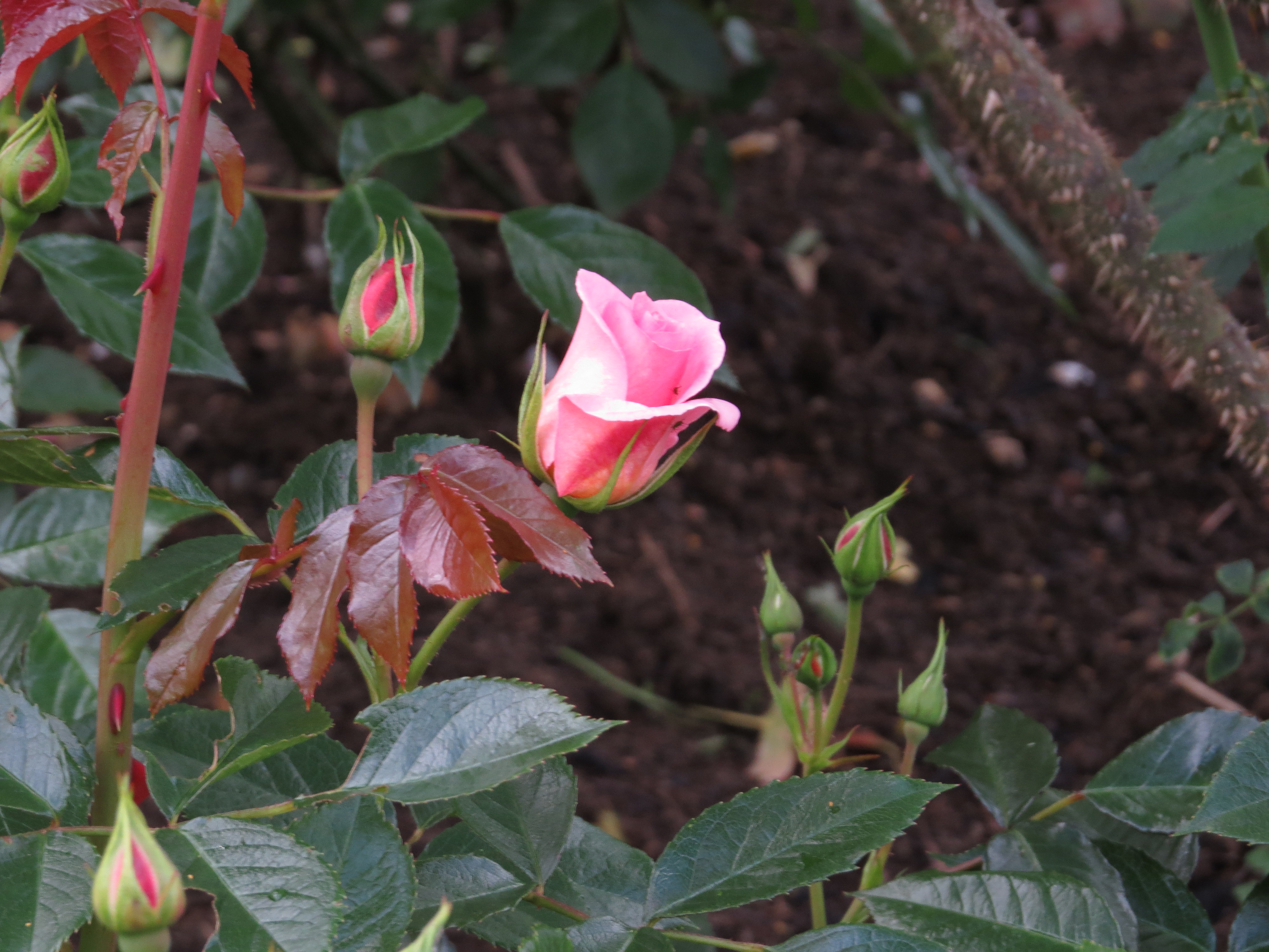 rosahappyretirementIMG3711