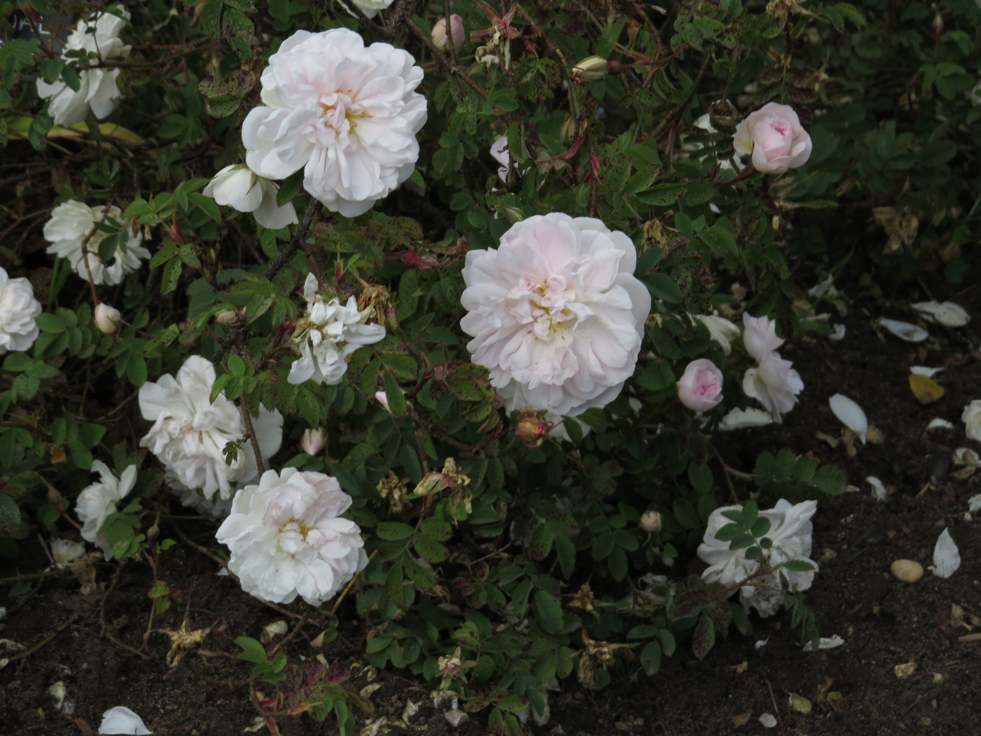 rosastanwellperpetualIMG3837
