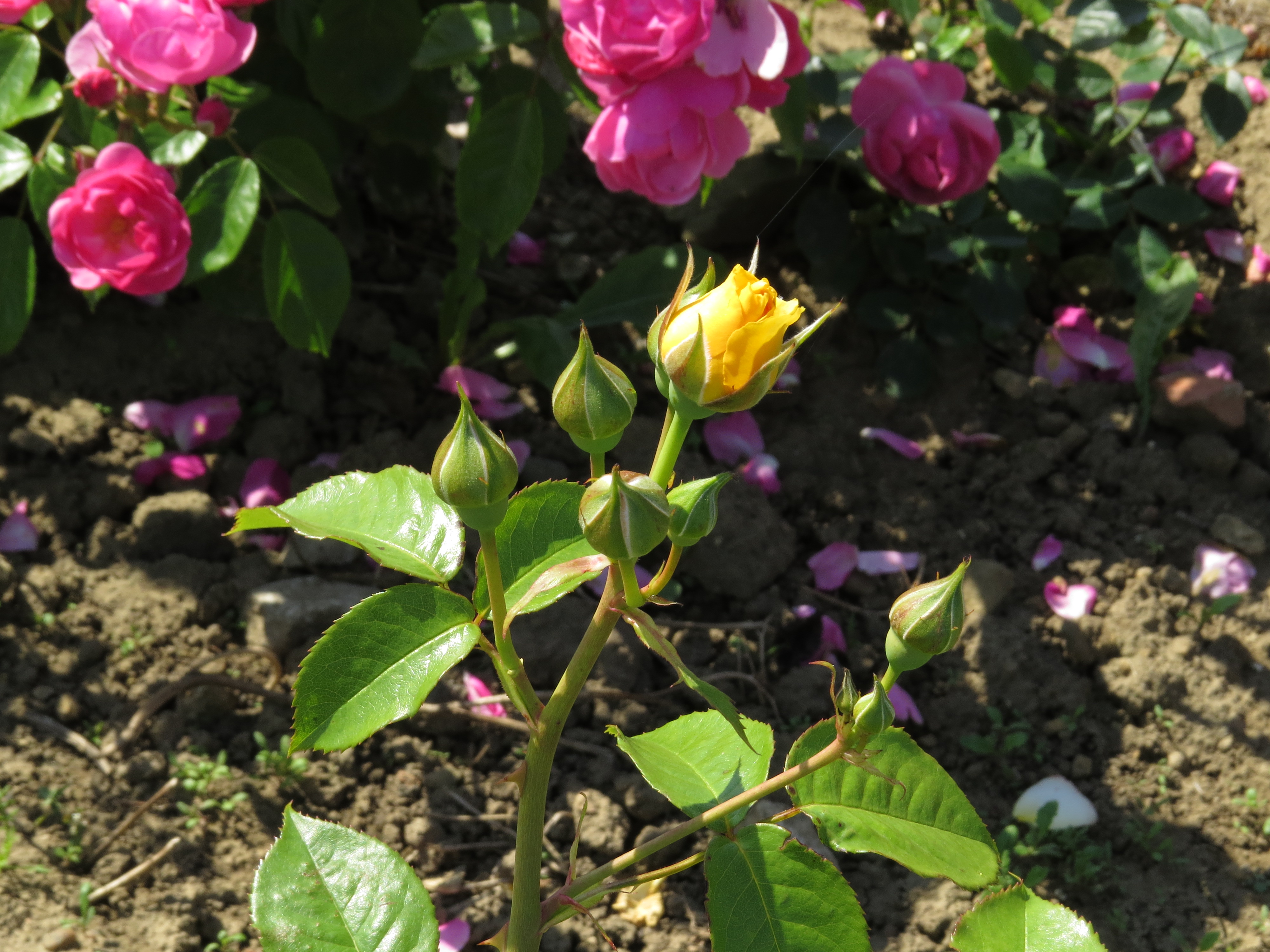 RosaabsolutelyfabulousIMG7962