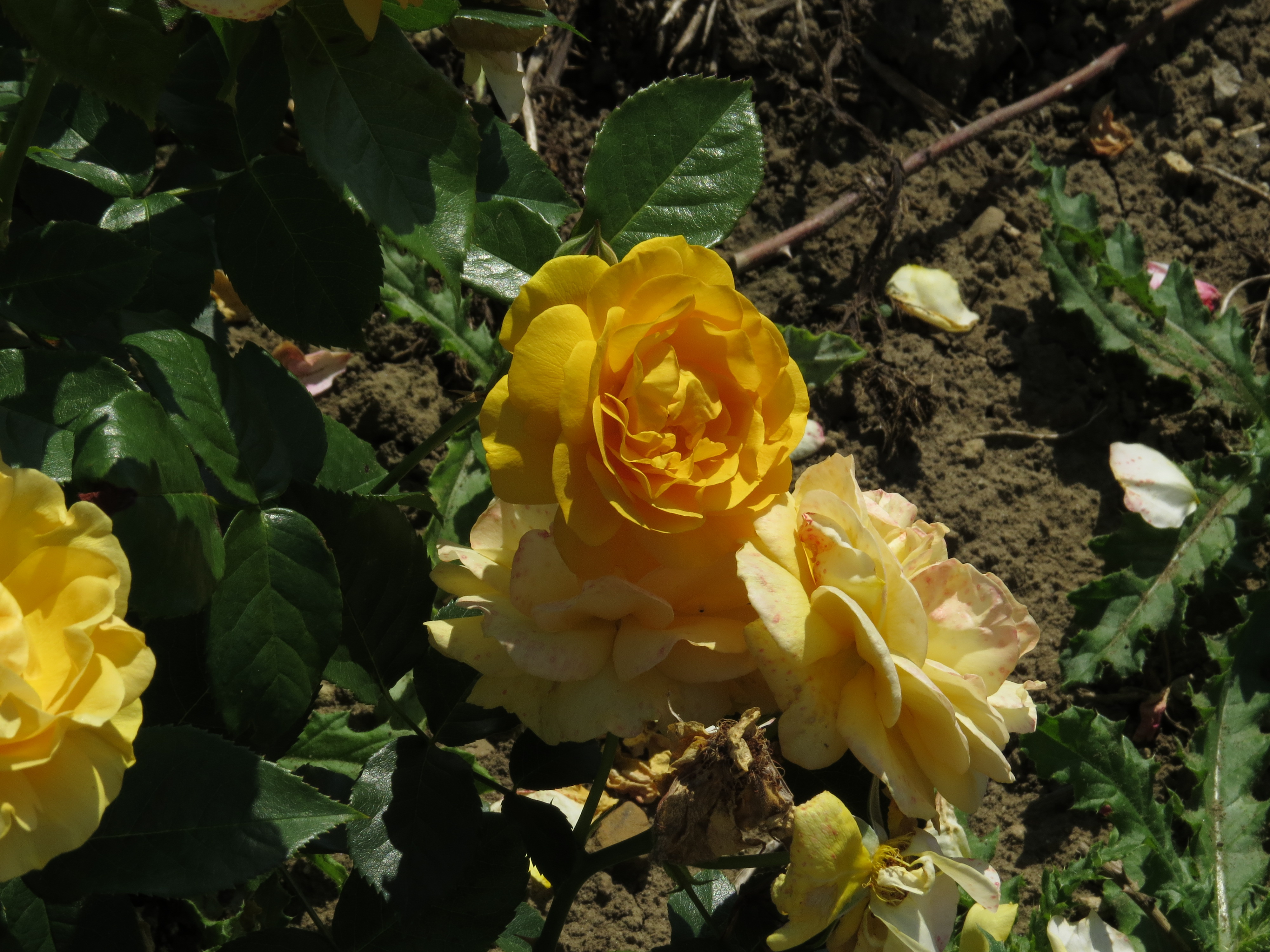 RosaabsolutelyfabulousIMG7964