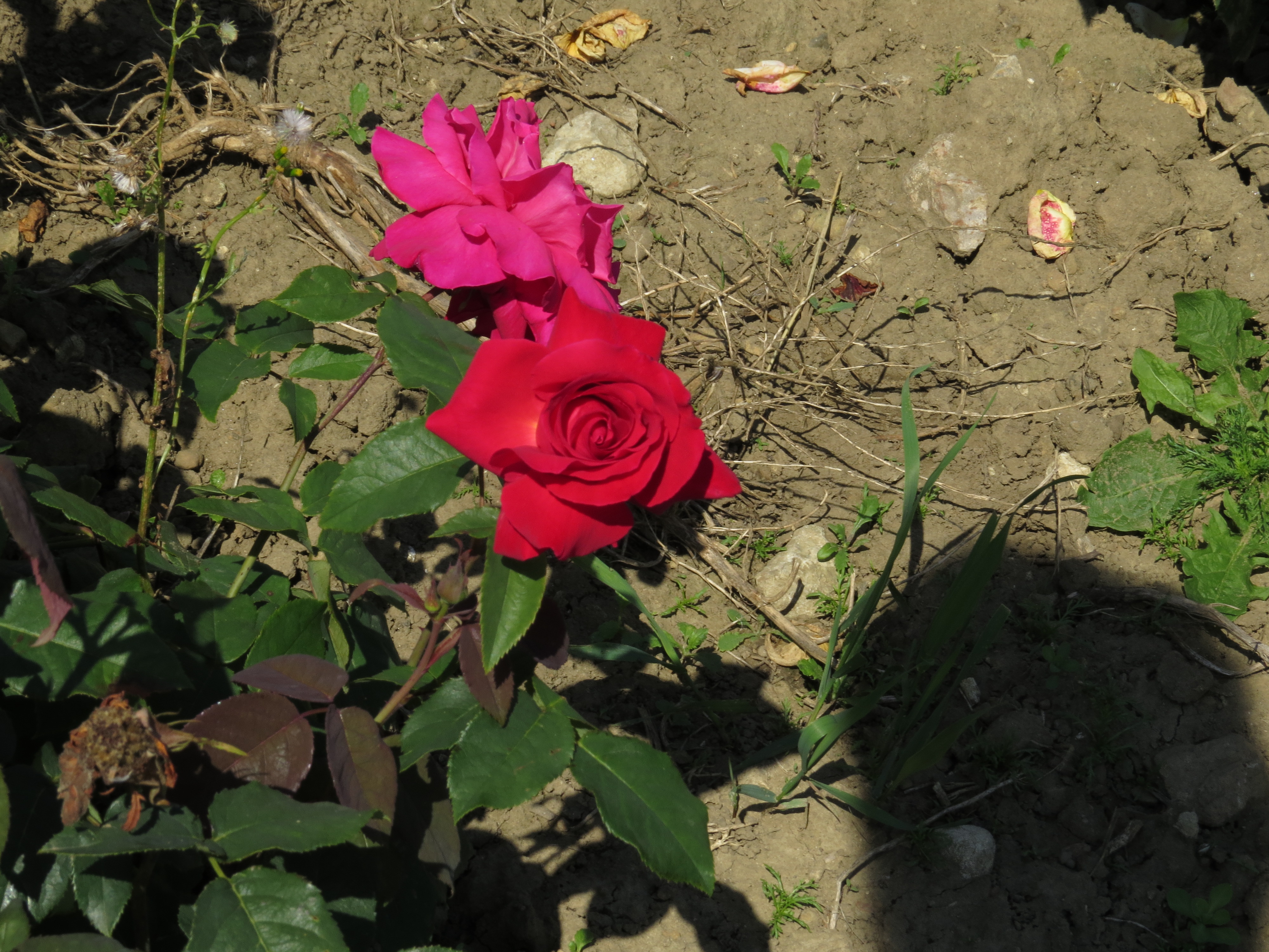 RosaernesthmorseIMG8032
