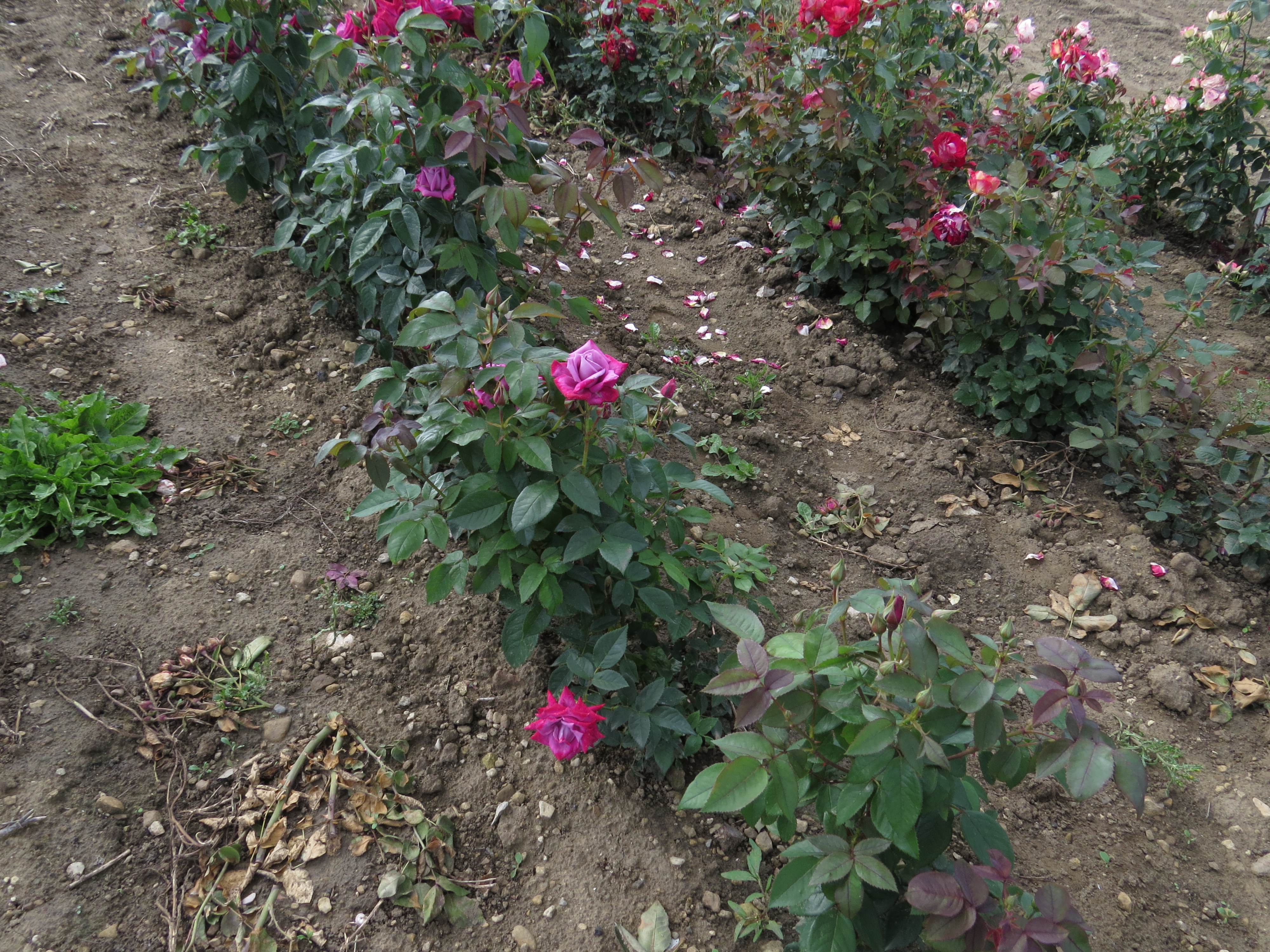 rosadrjohndickmanIMG5344
