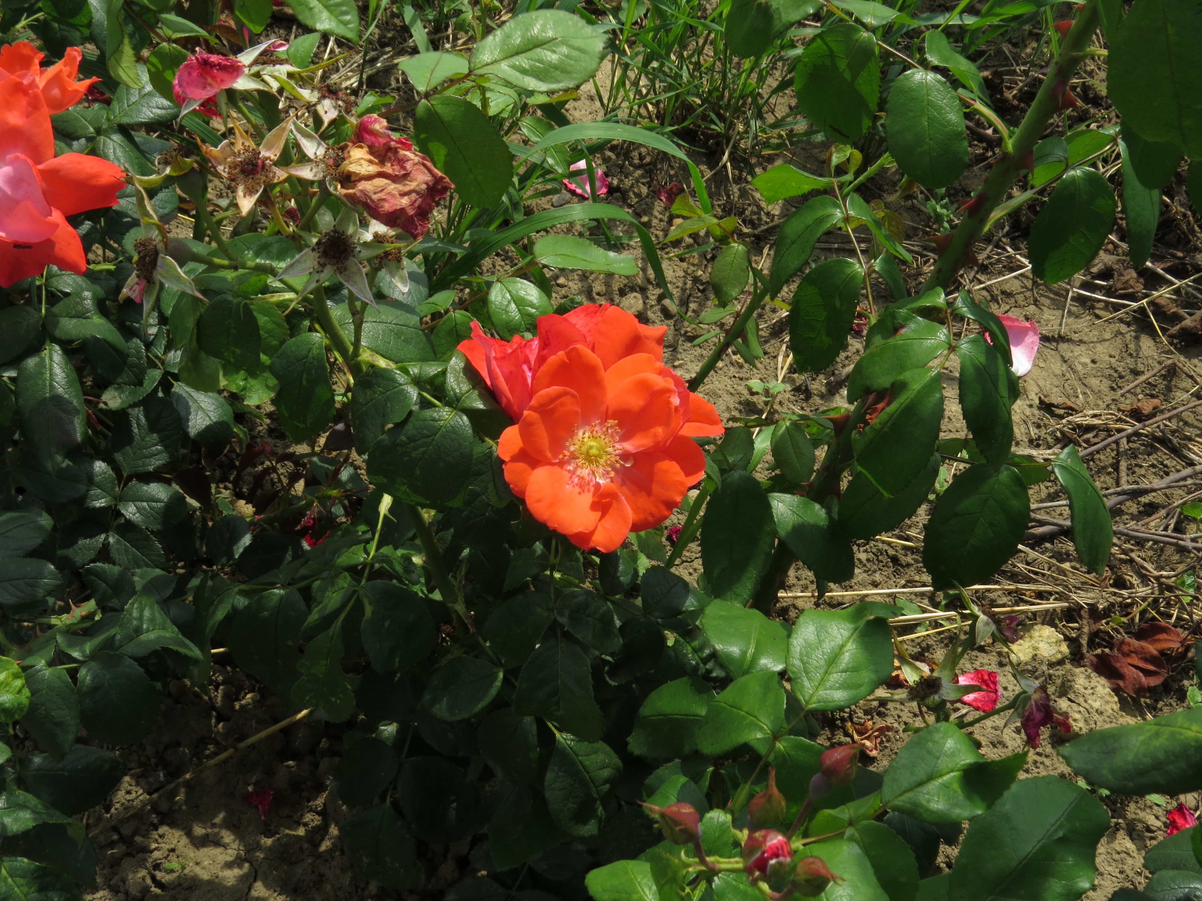 RosafredloadsIMG9498