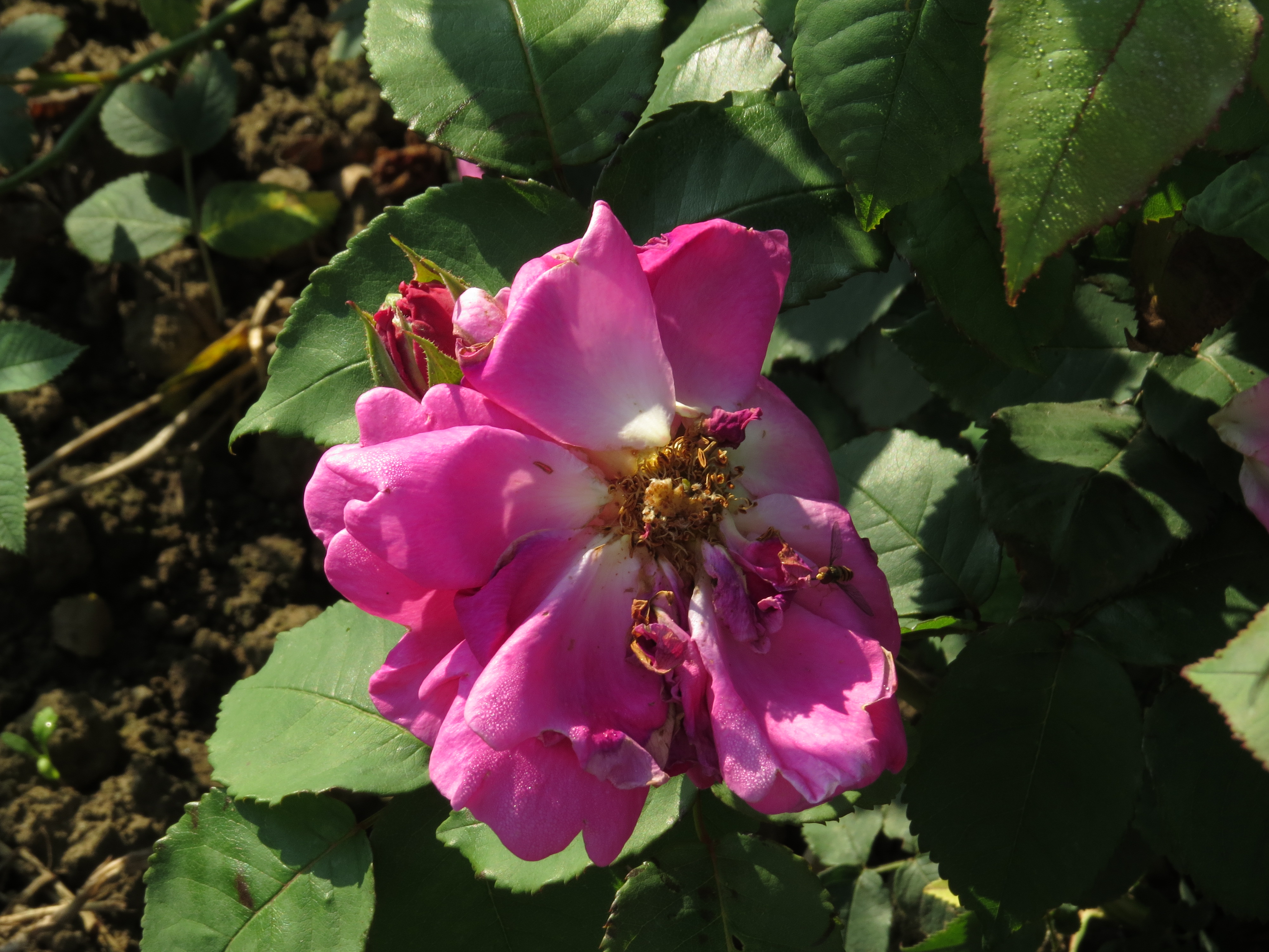 RosamadameisaacperiereIMG8764