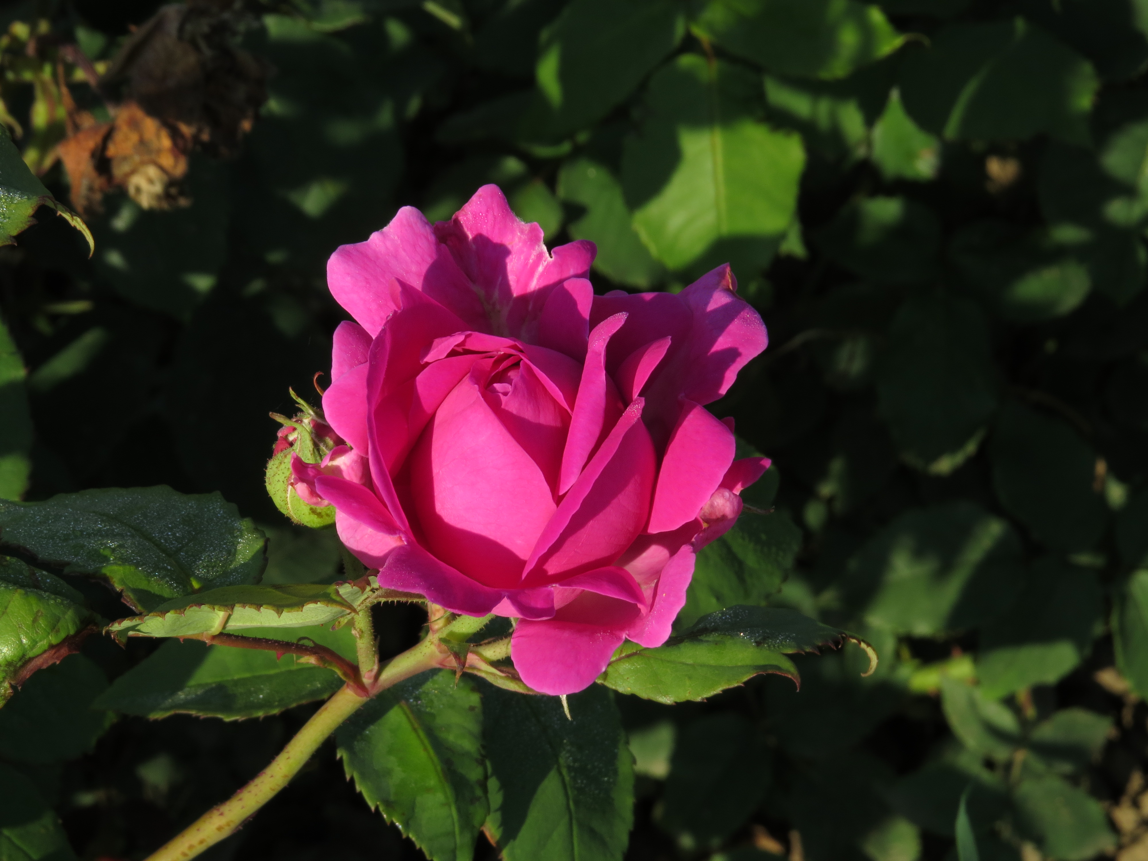 RosamadameisaacperiereIMG8769