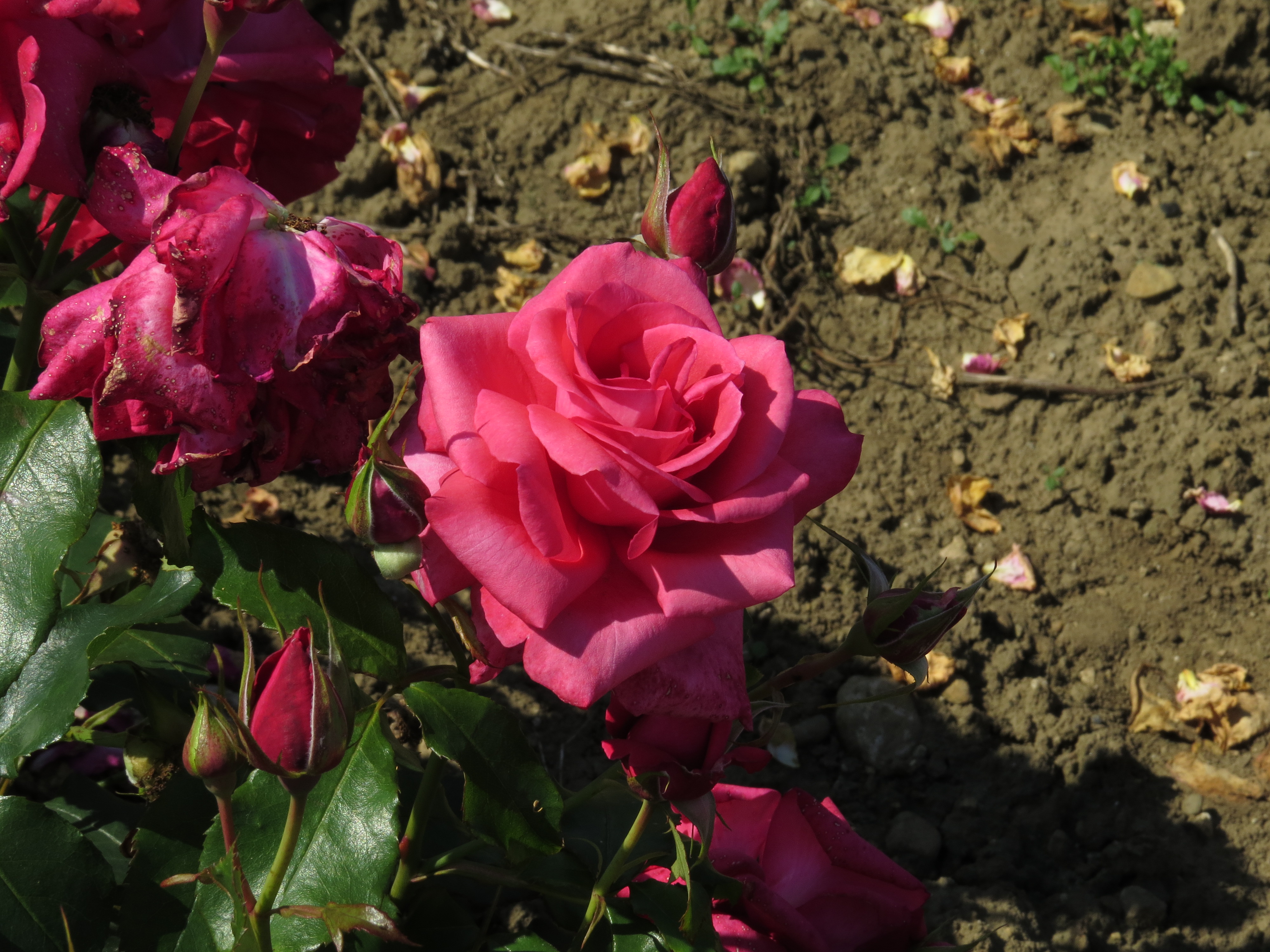 RosapaddymcgredyIMG8632