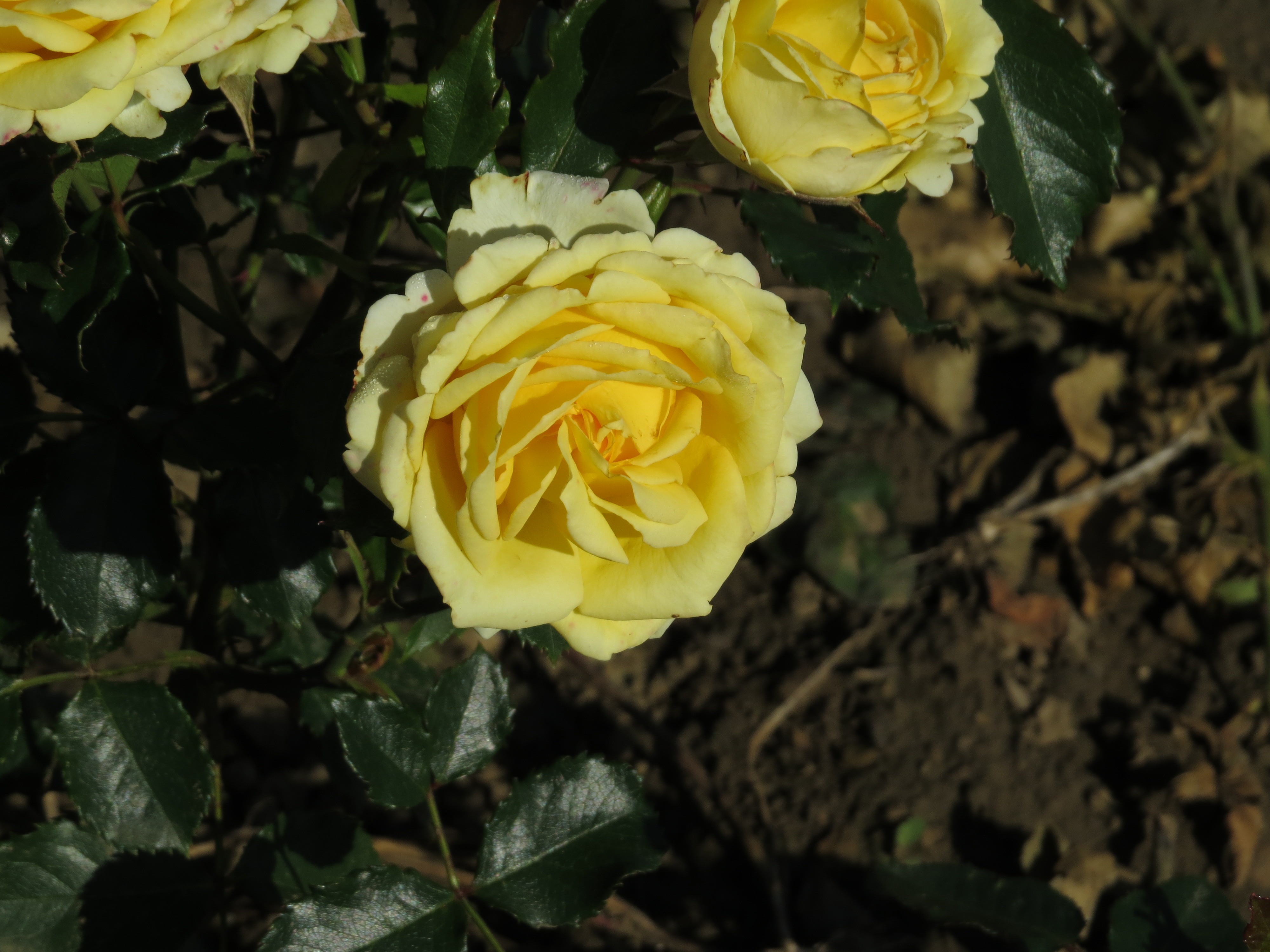 rosamysterygirlIMG5526