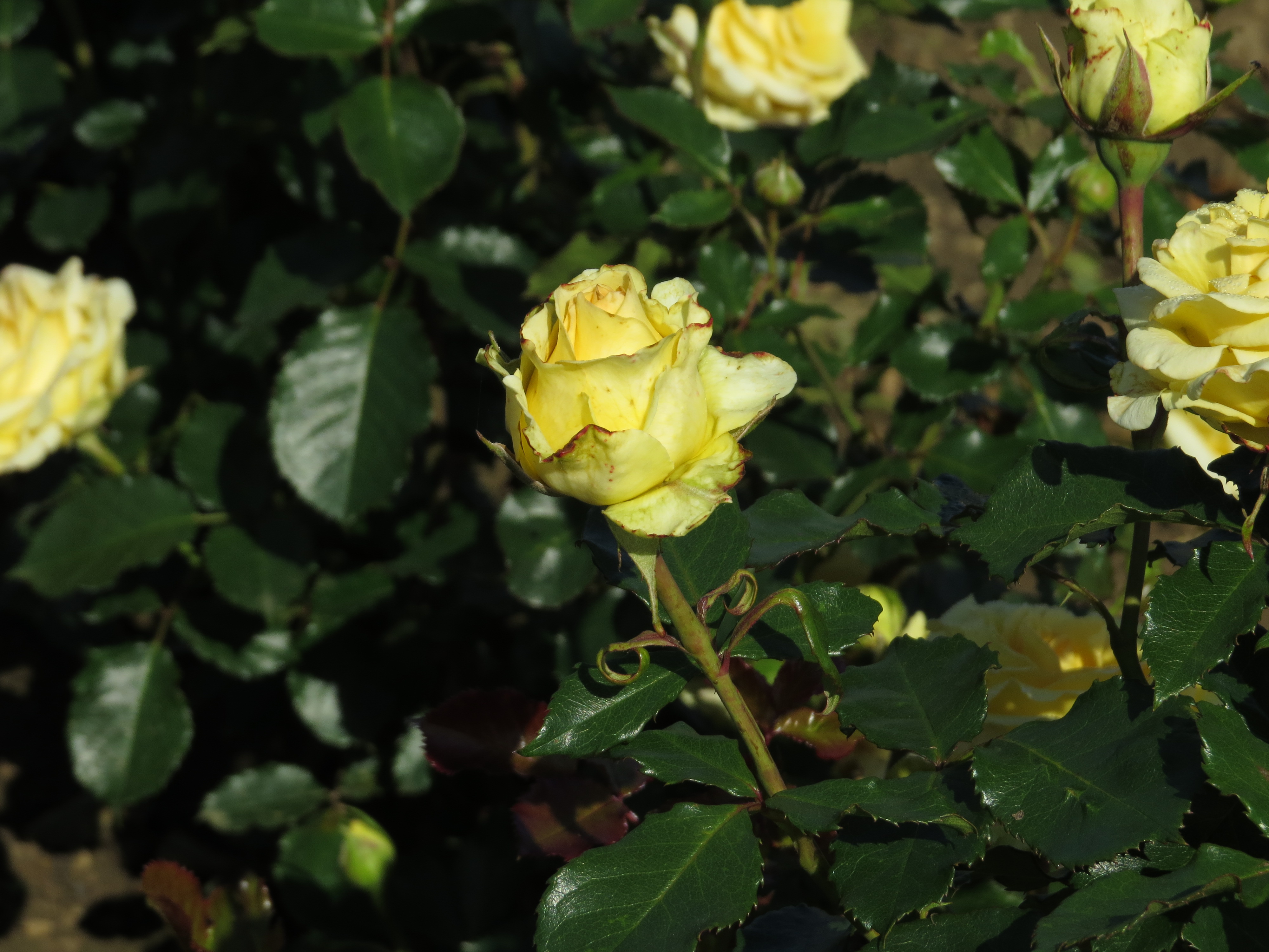 rosamysterygirlIMG5527
