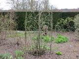 hIMG2028indexrosadamaskispahansissinghurstplantgarnonswilliams